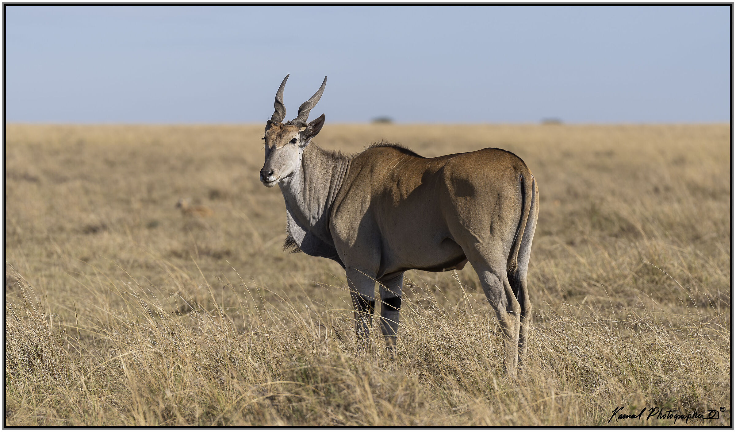 Taurotragus oryx