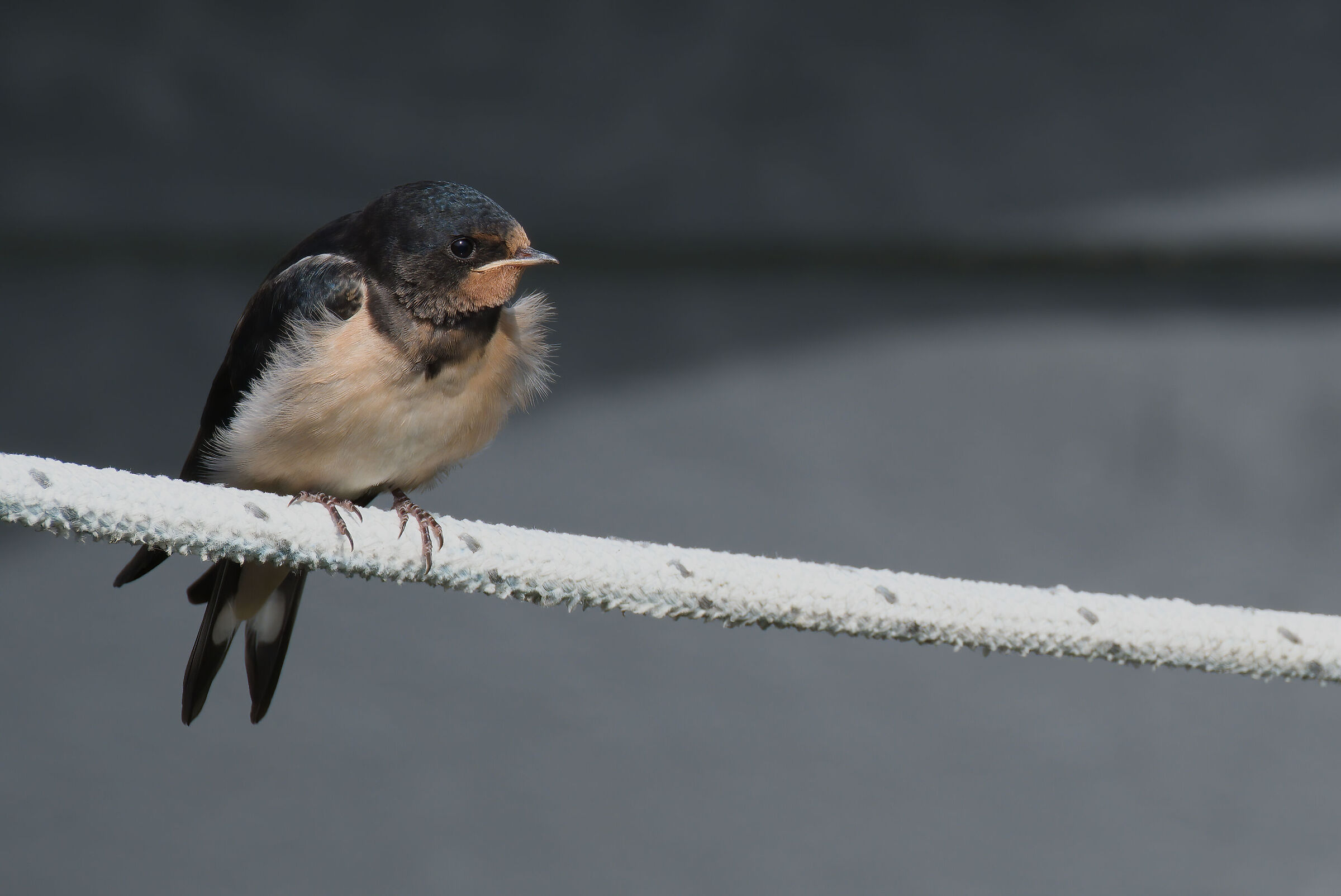 Swallow