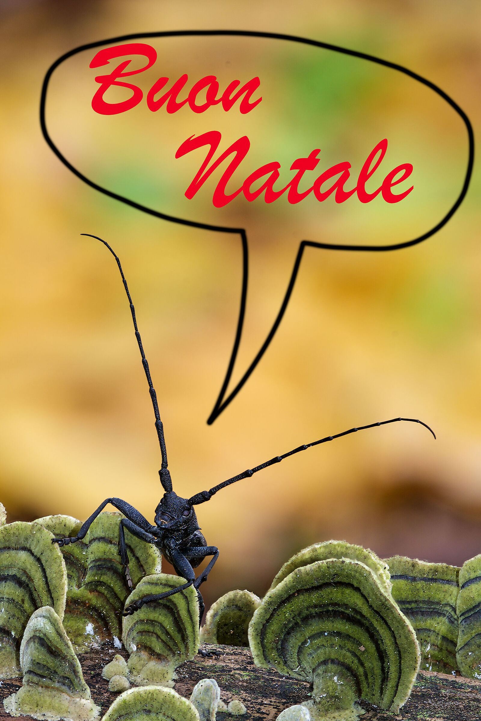 Tanti auguri a tutti quanti.