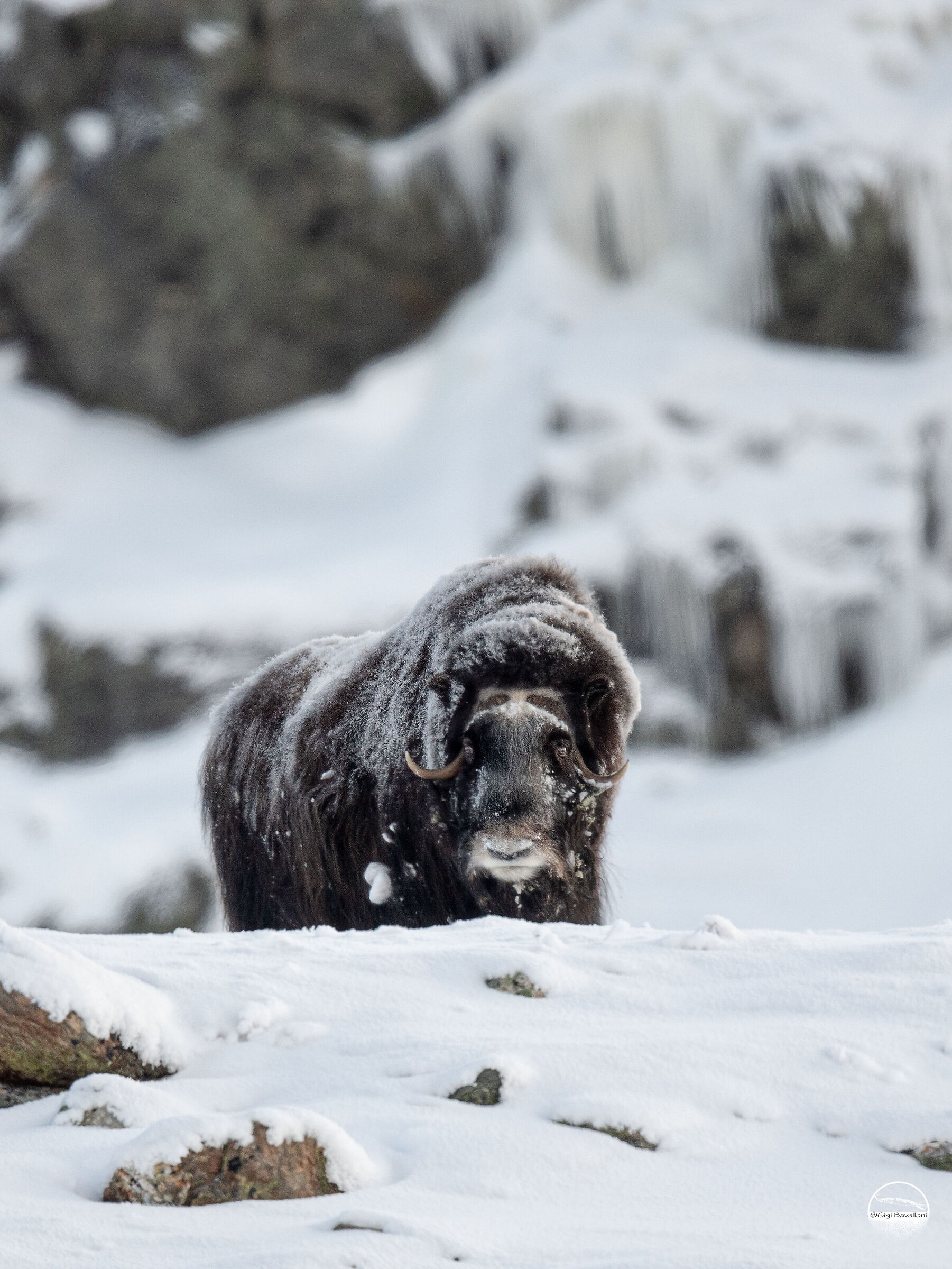 Musk ox