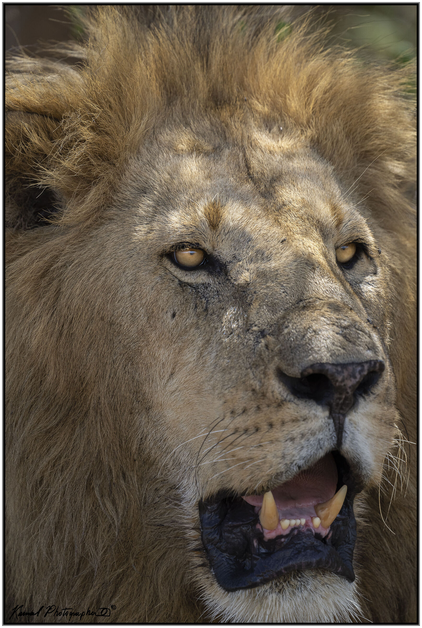 Panthera leo