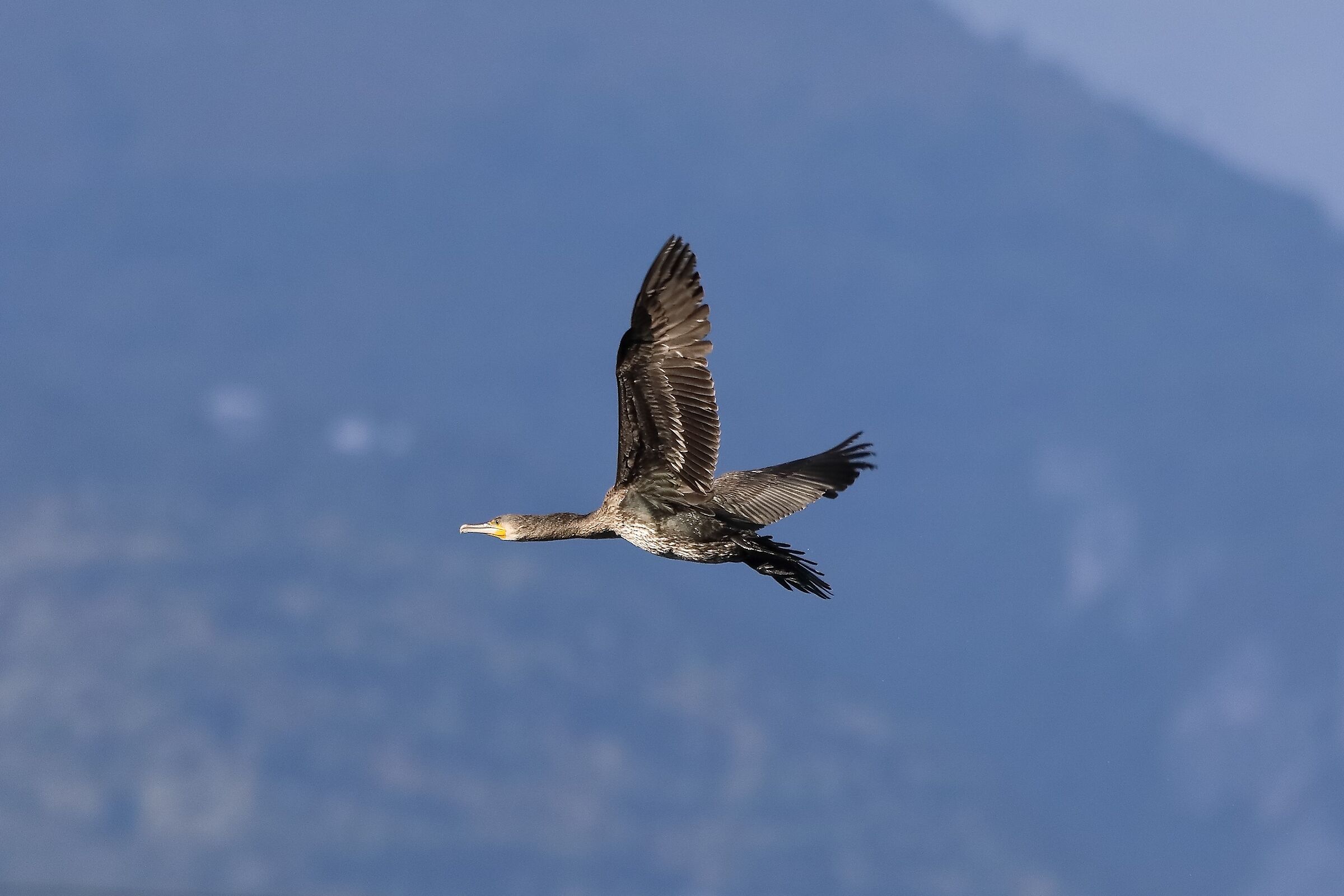cormorano 29-09-2022