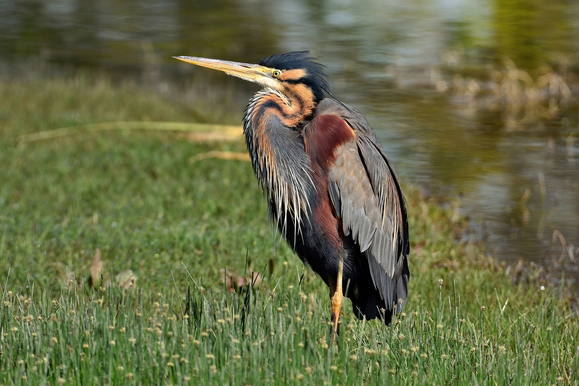 Purple Heron (Ardea purpurea)
