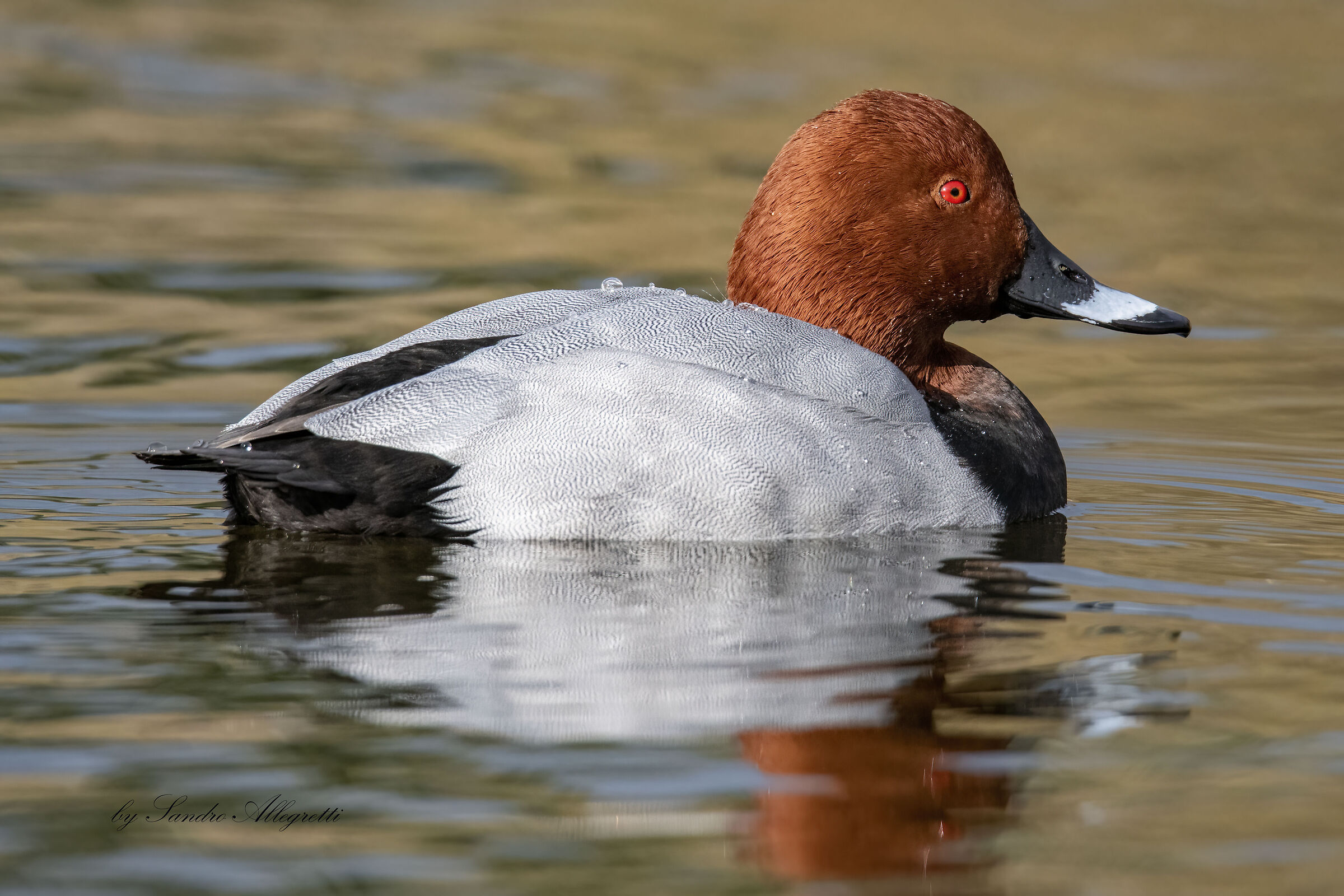 Il moriglione  (Aythya ferina)