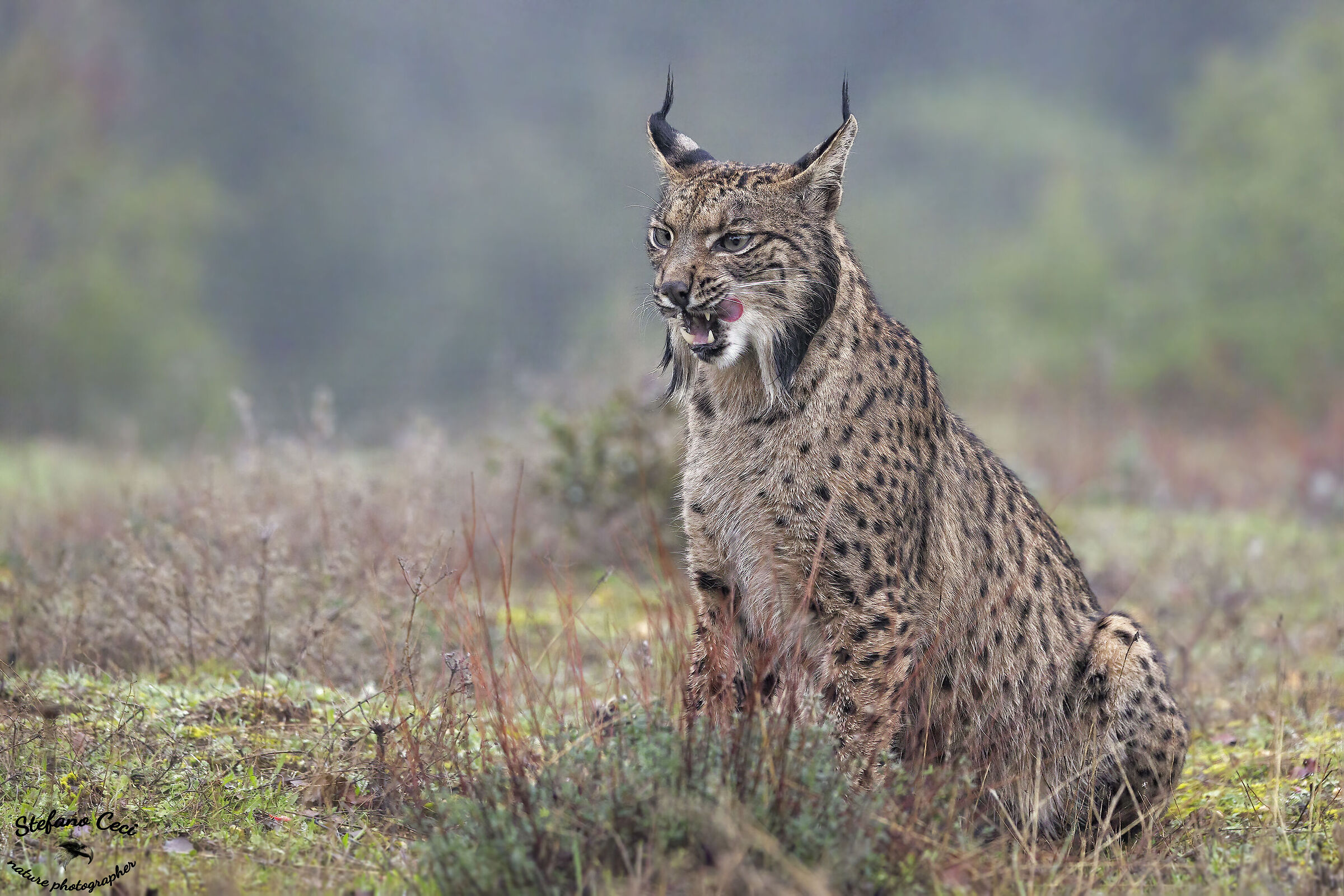 Lince Iberica maschio
