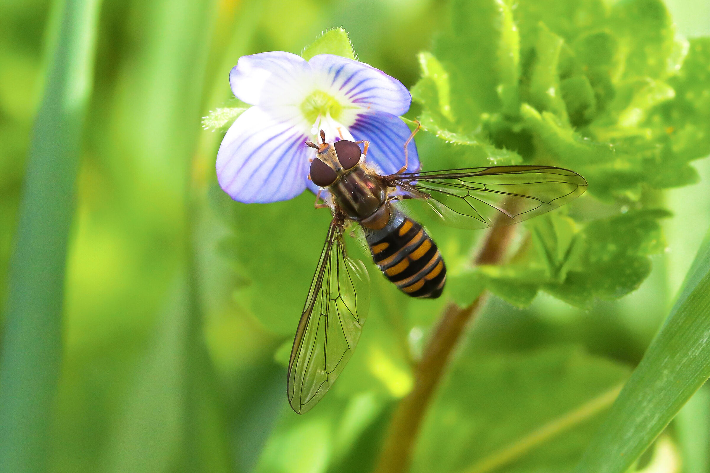 Episyrphus balteatus