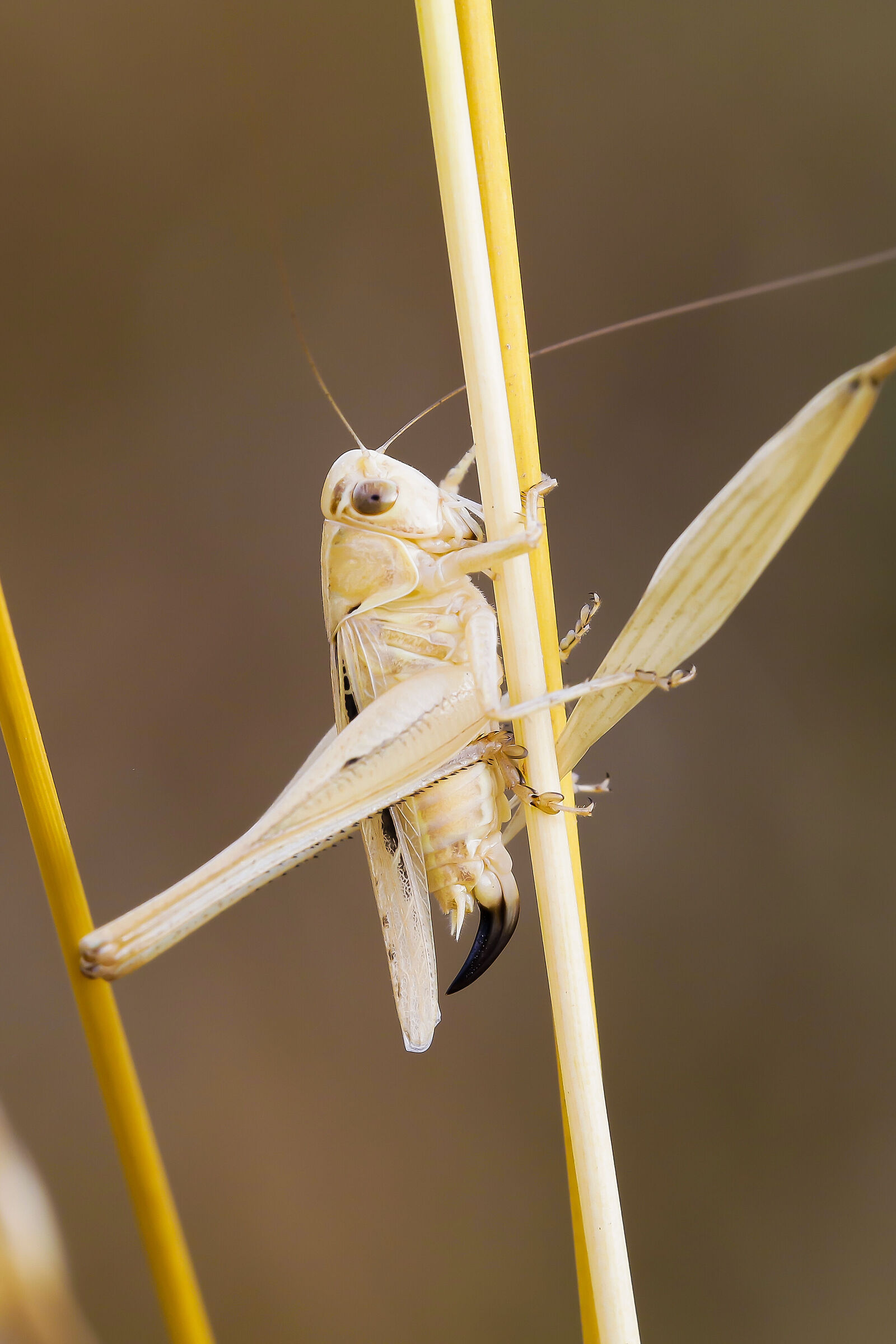 Tessellana tessellata