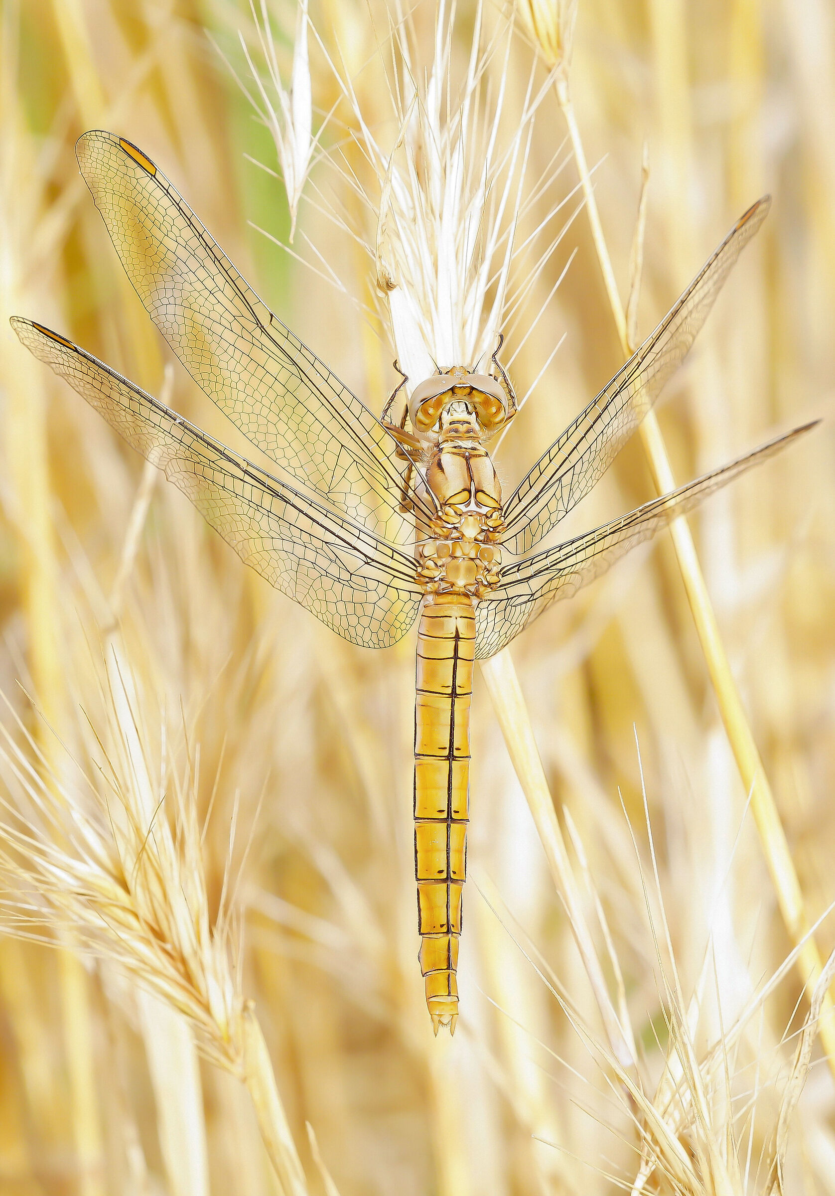Orthetrum brunneum female
