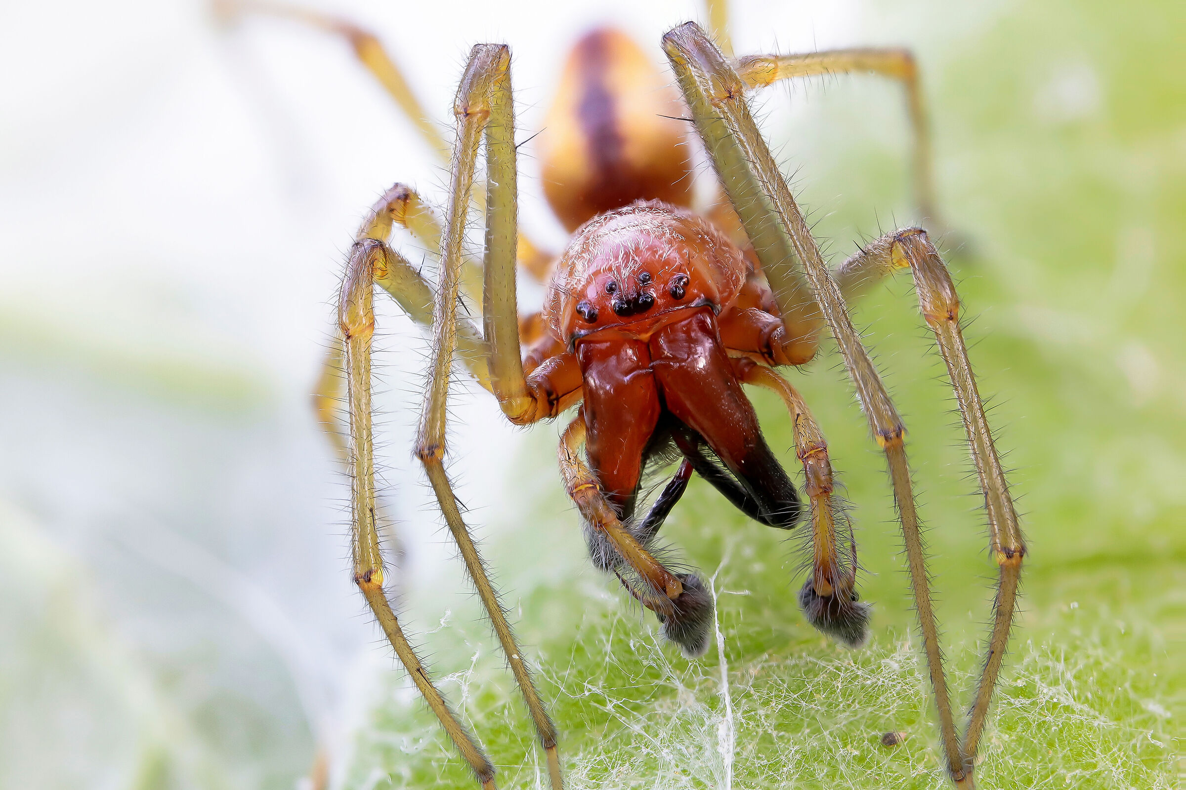 Cheiracanthium seidlitzi