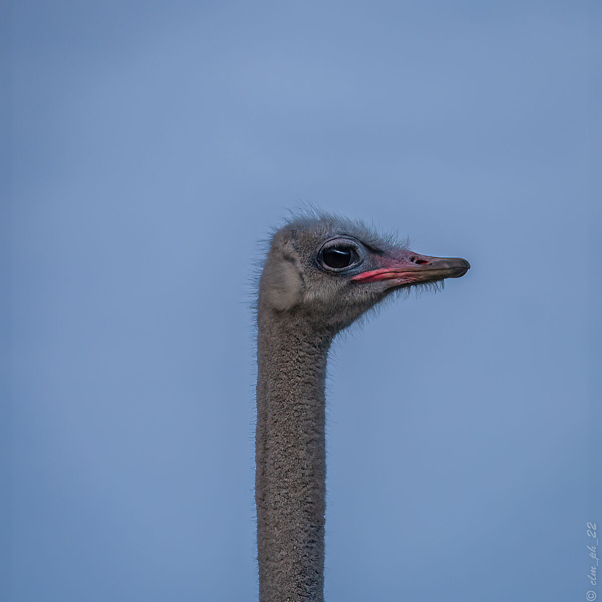 Ostriches free on the way to cape of Good HOPE