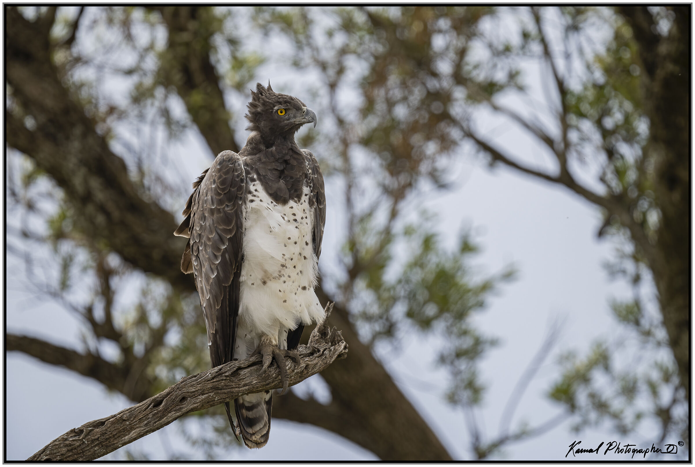 Polemaetus bellicosus