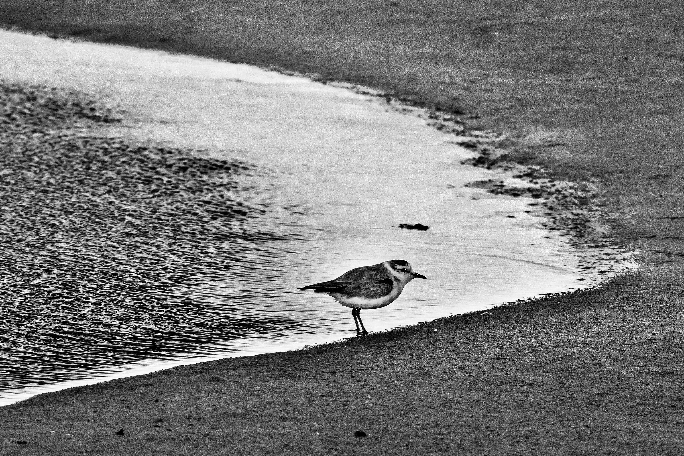 Corriere marginato (Charadrius marginatus)