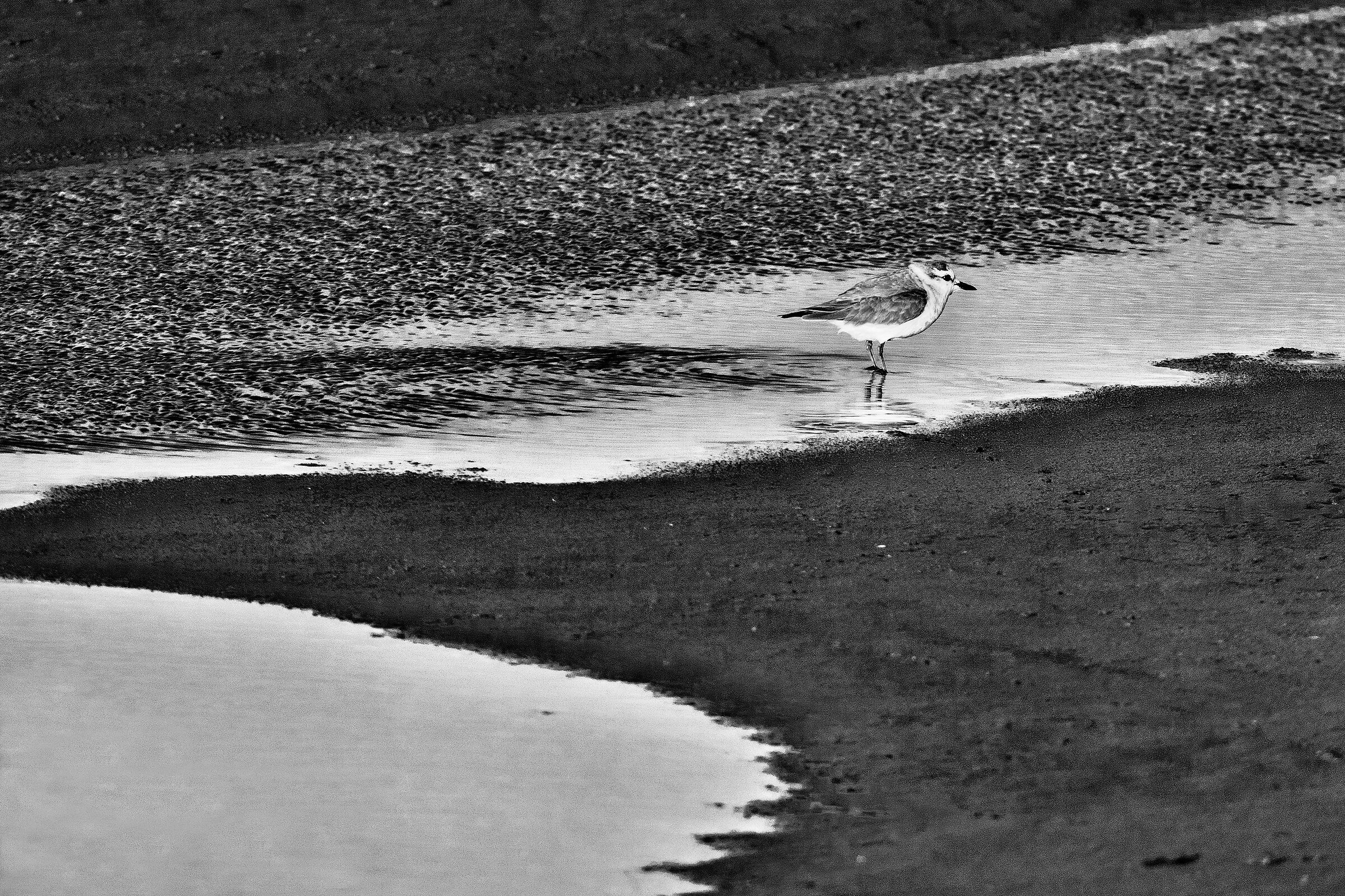 Corriere marginato (Charadrius marginatus)