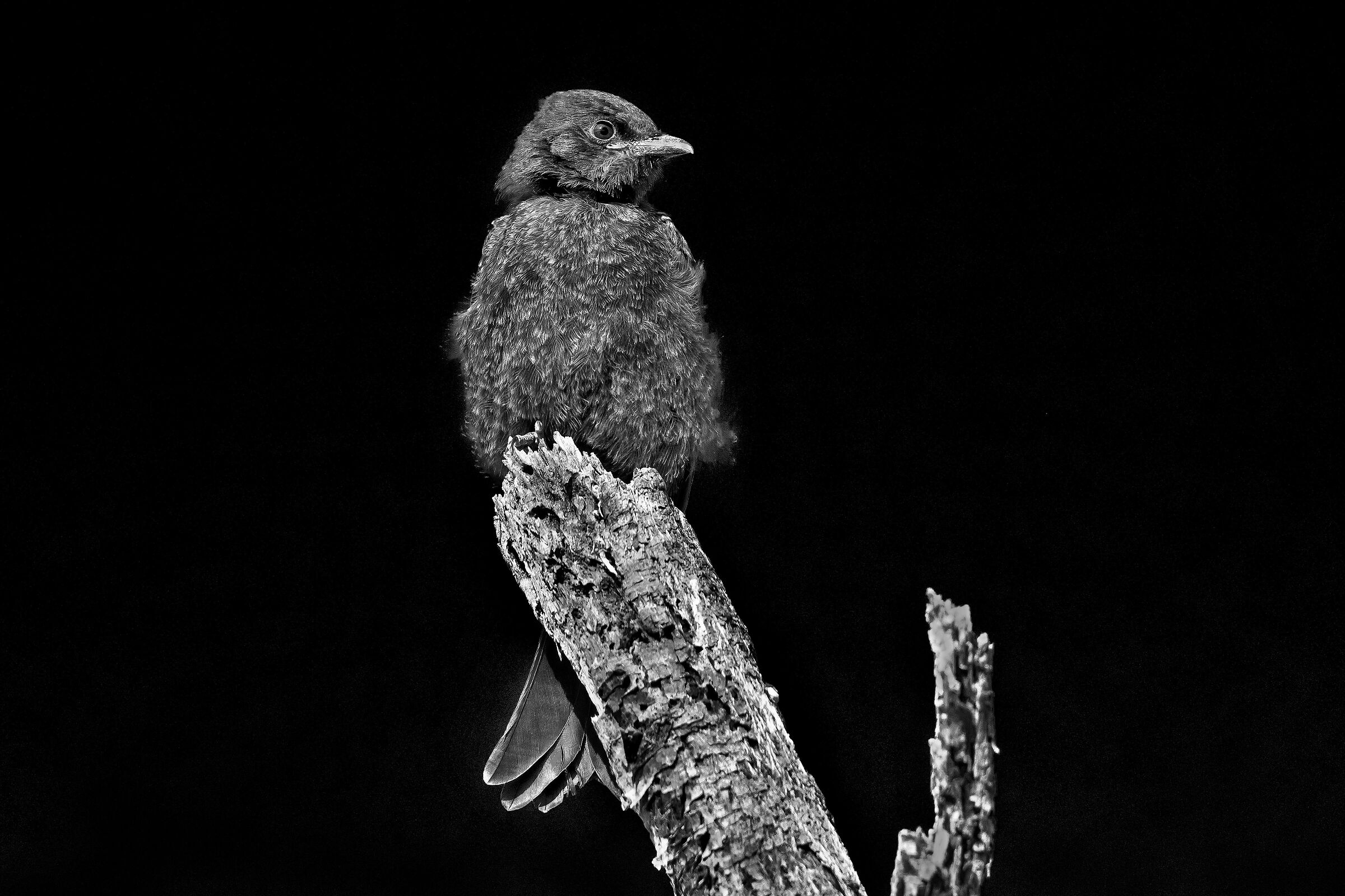 Drongo codaforcuta (Dicrurus adsimilis) juv.