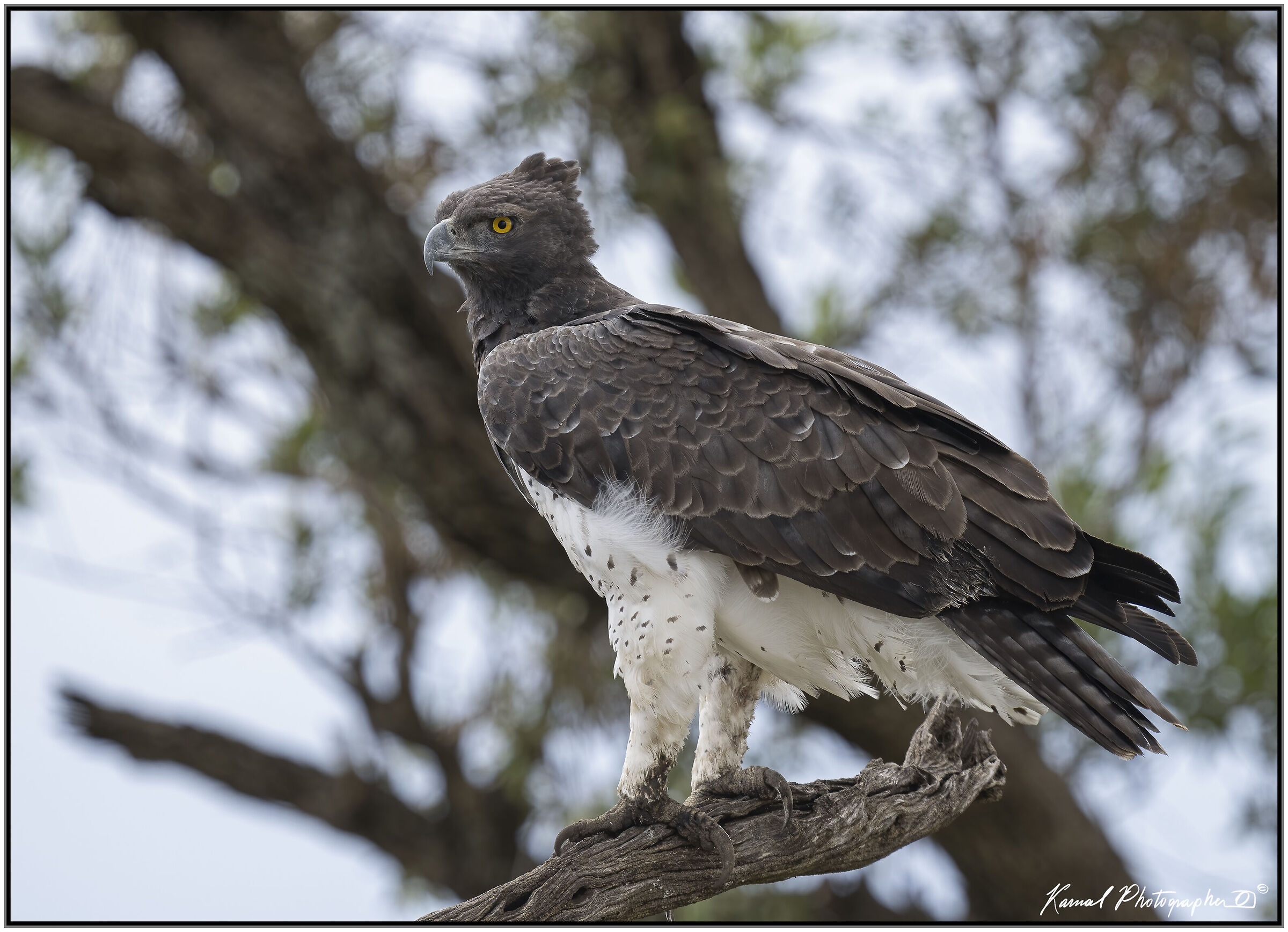 Polemaetus bellicosus