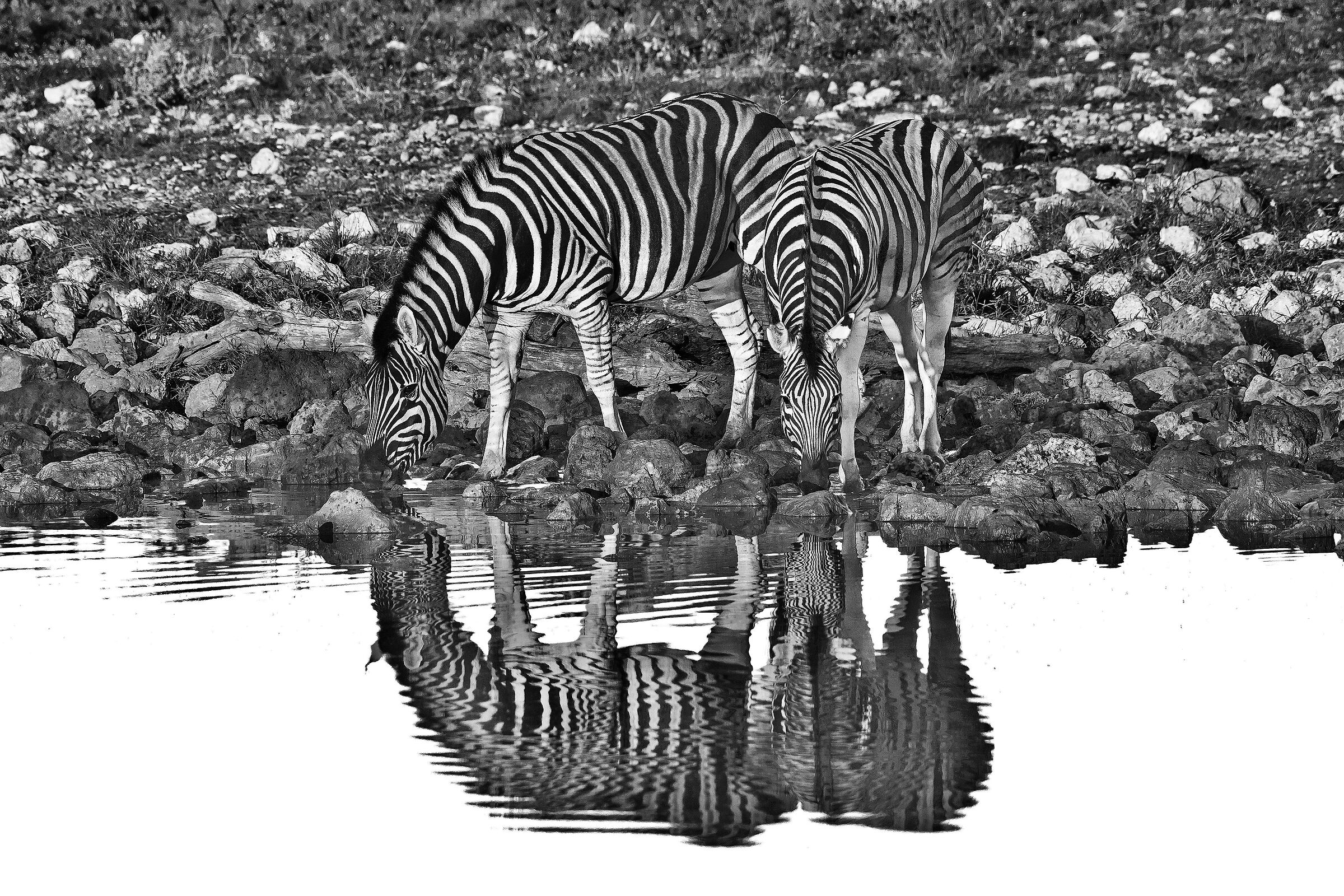 Zebre di pianura (Equus quagga burchellii)