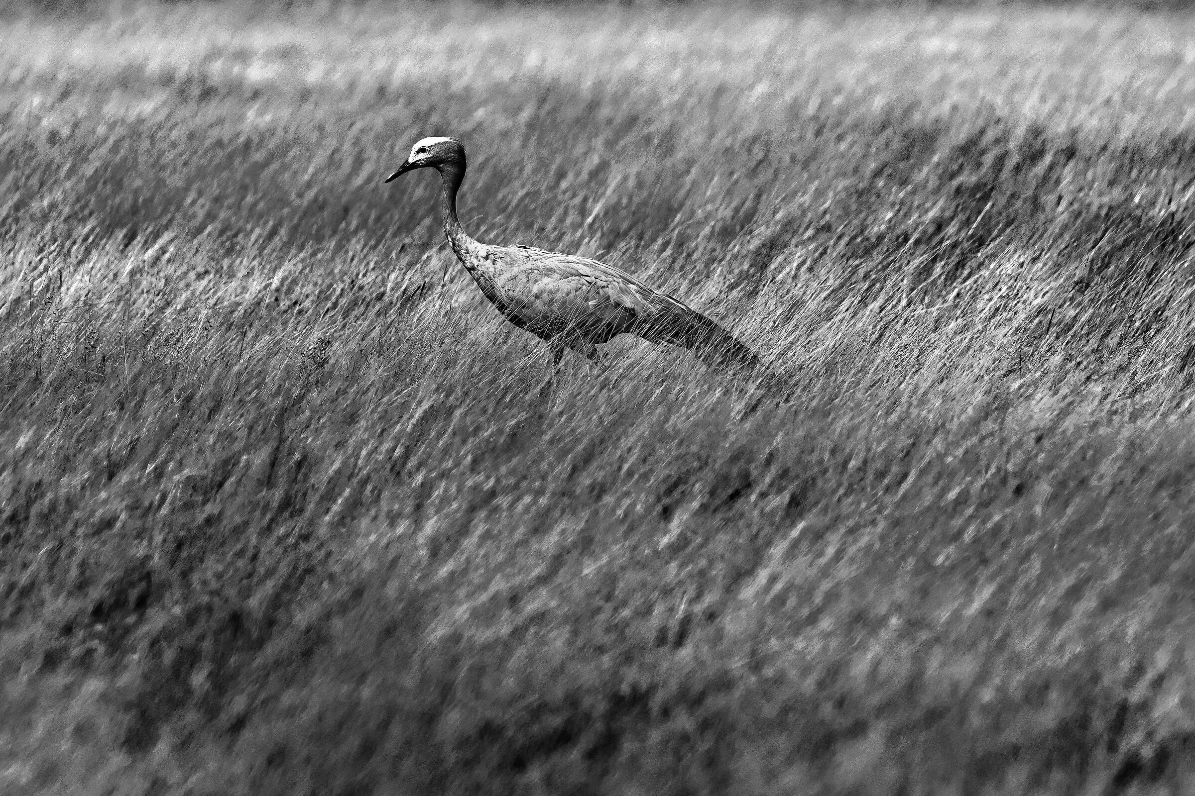 Gru del Paradiso (Anthropoides paradiseus)