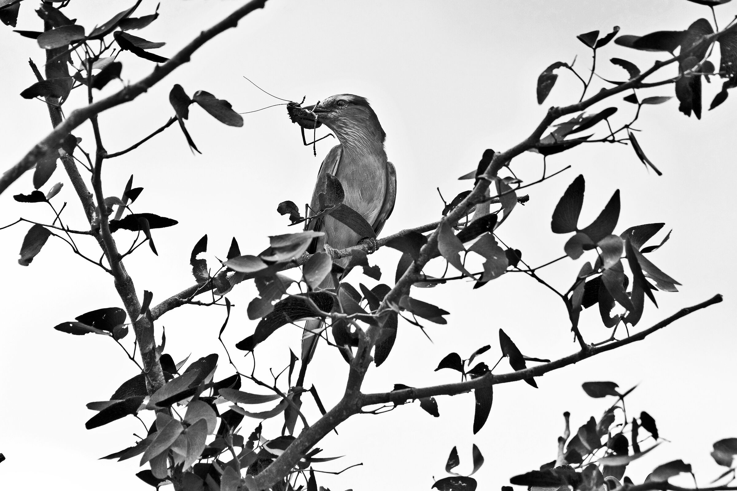 Ghiandaia marina pettolilla (Coracias caudatus)
