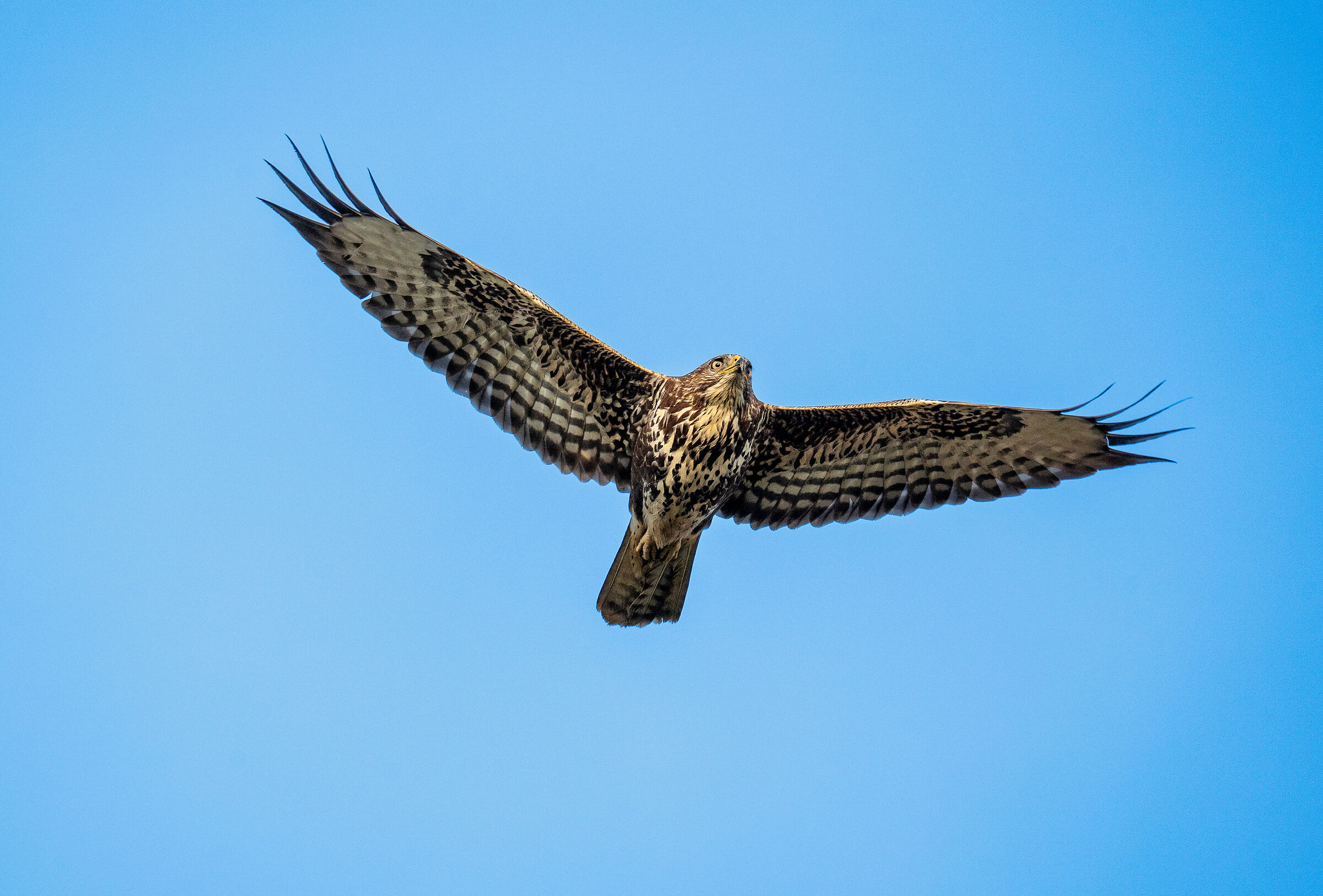 buzzard