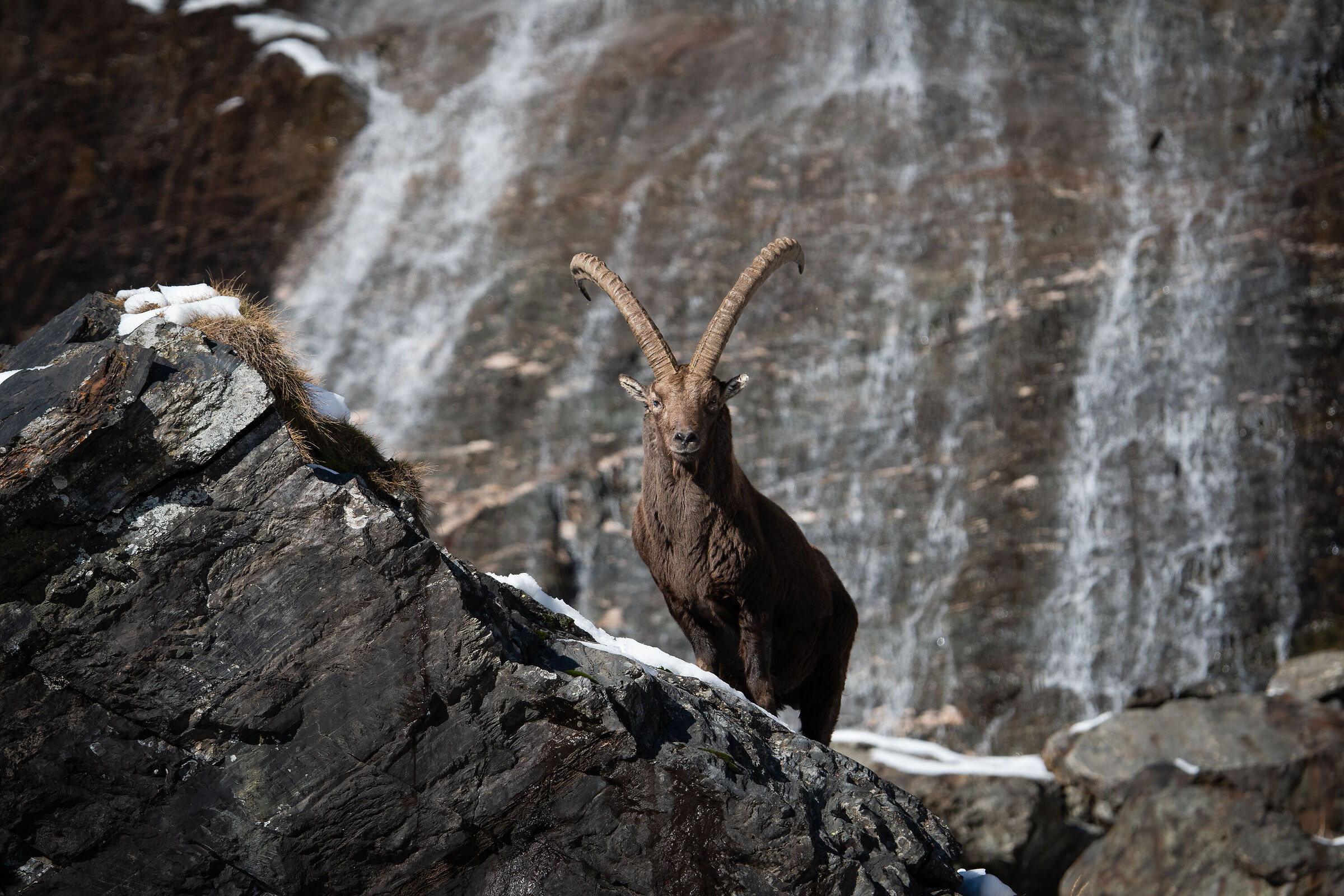 Ibex set