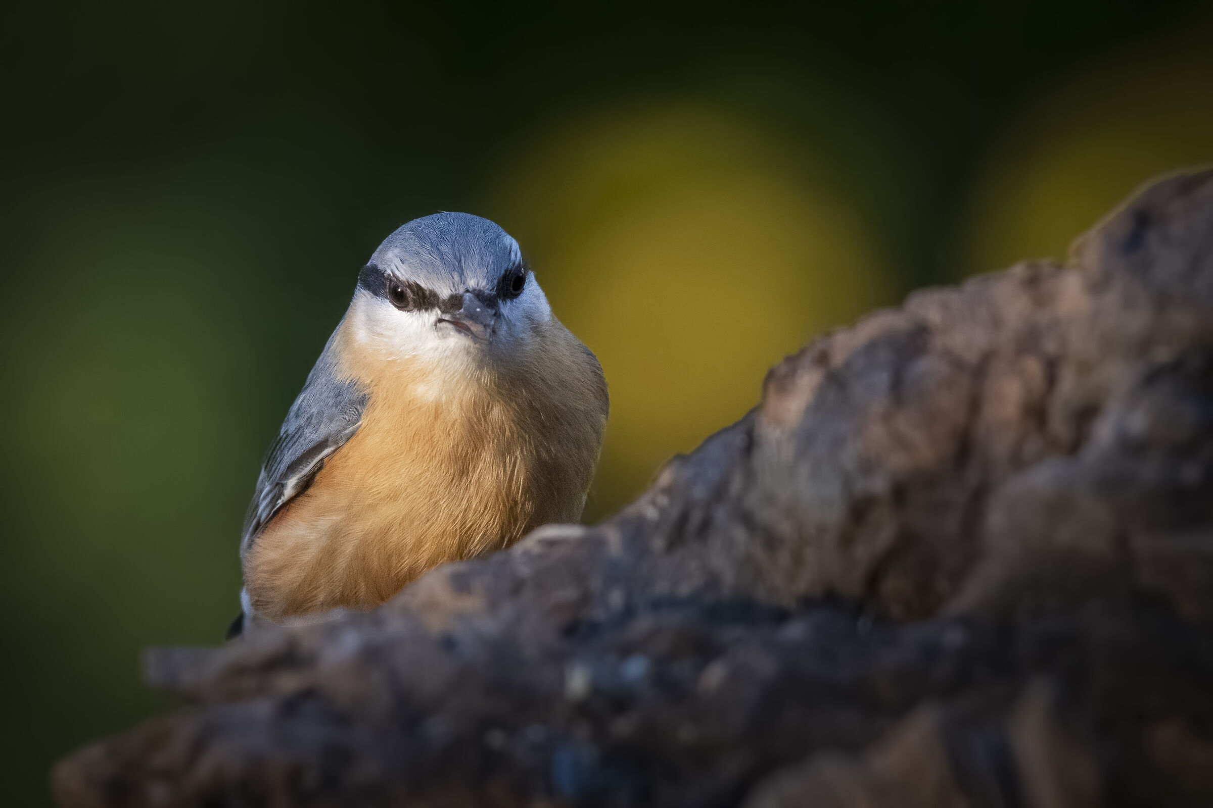 Wood nuthatch