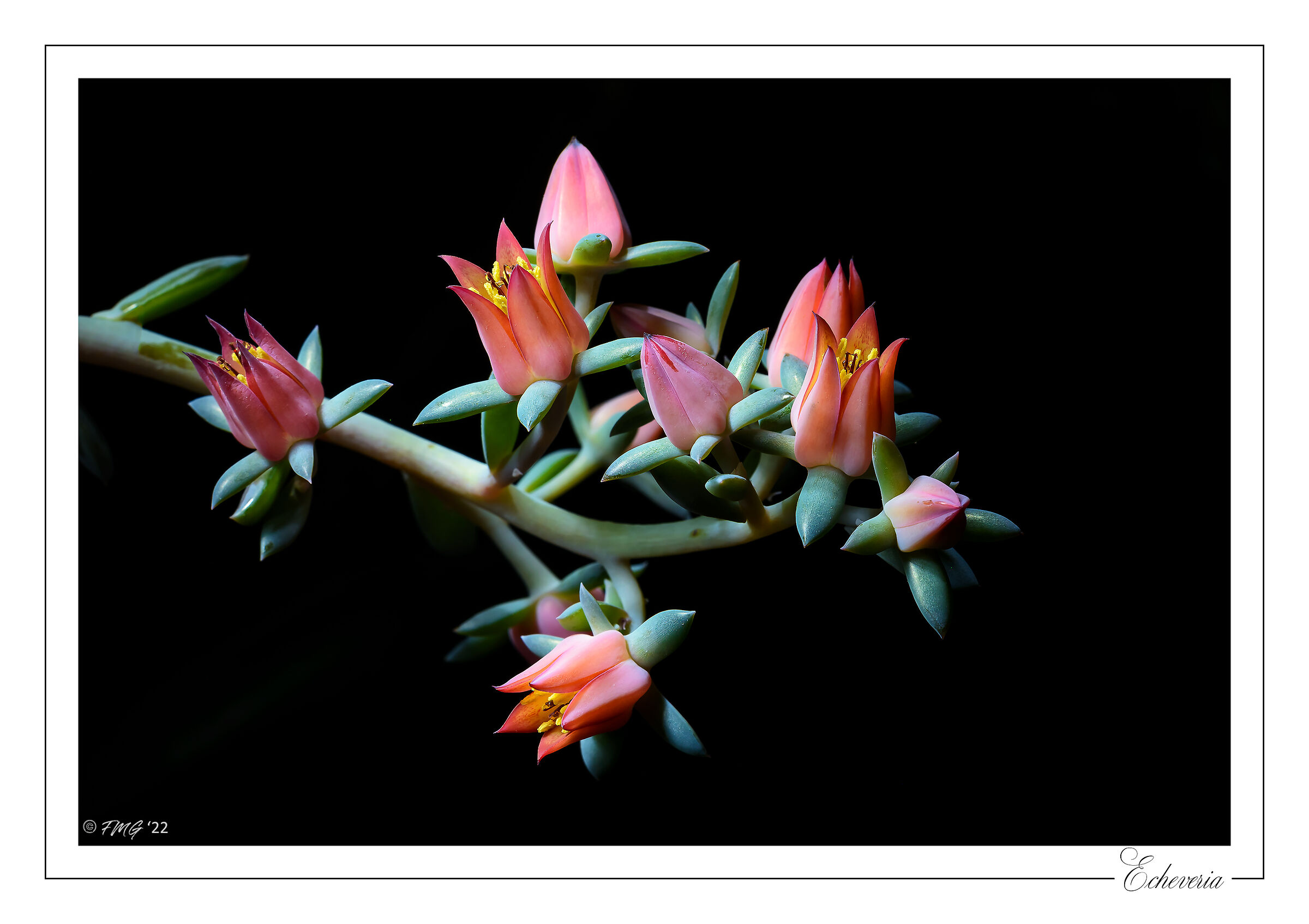 Echeveria