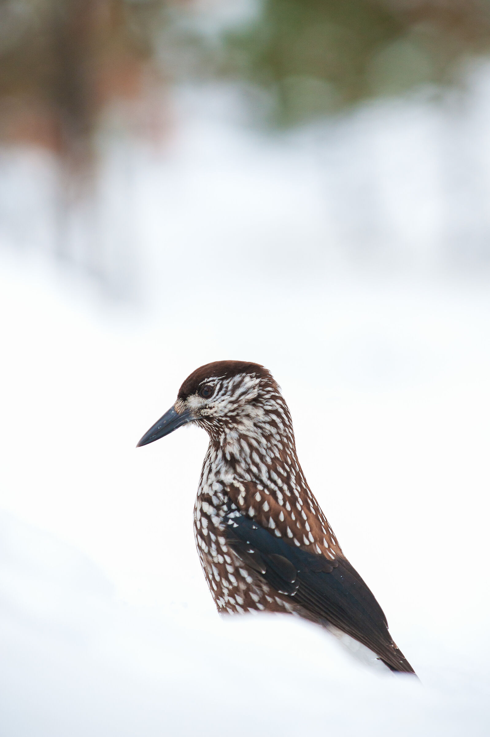 Spotted nutcracker