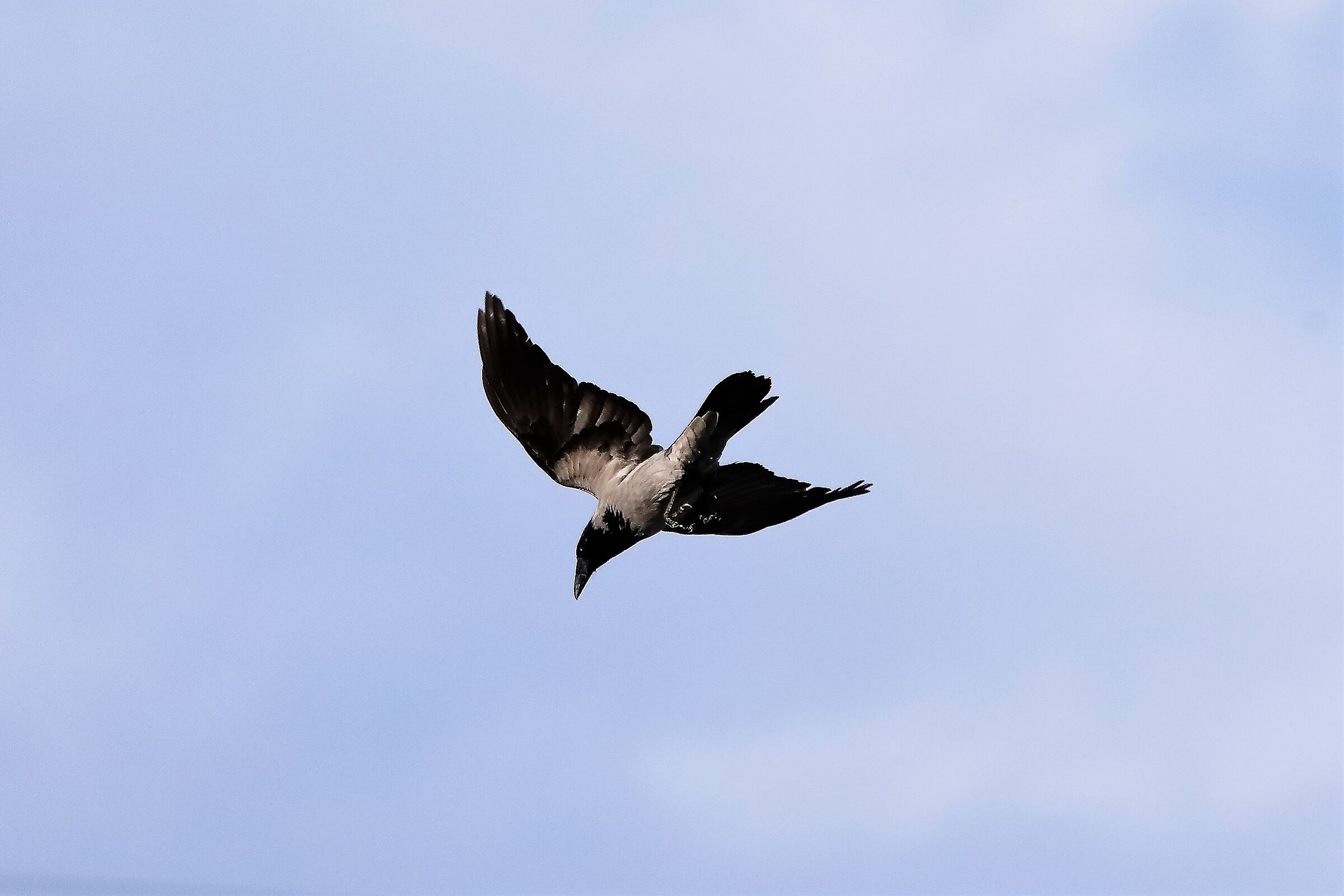 cornacchia 29-09-2022