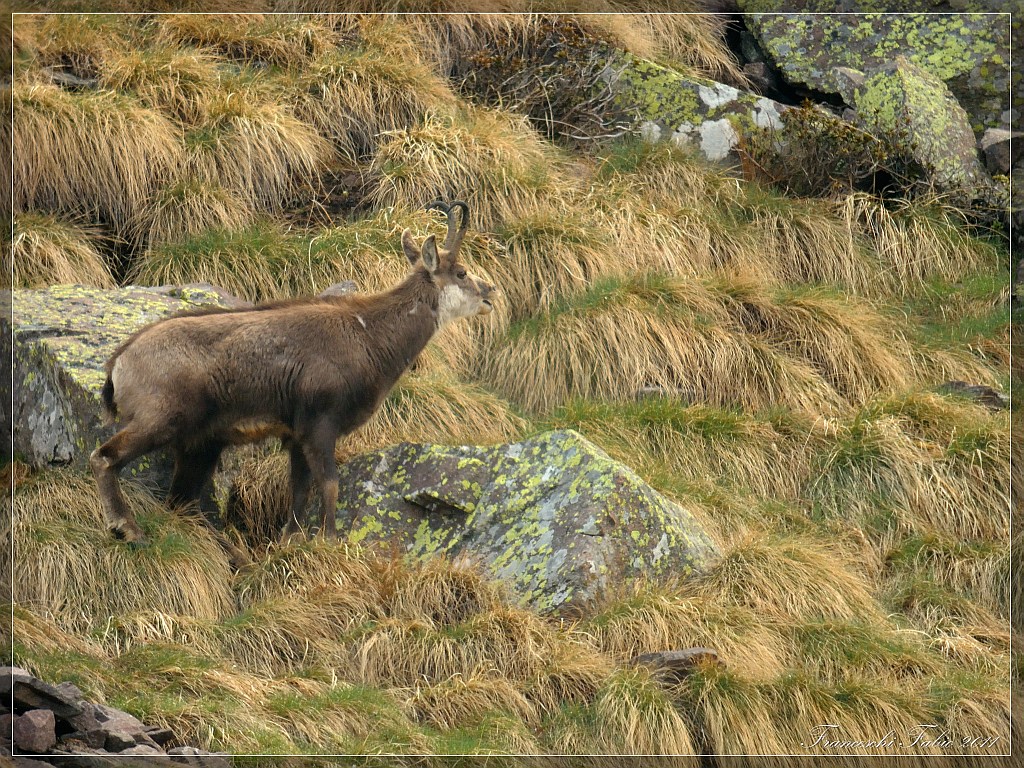 Brunft di primavera...