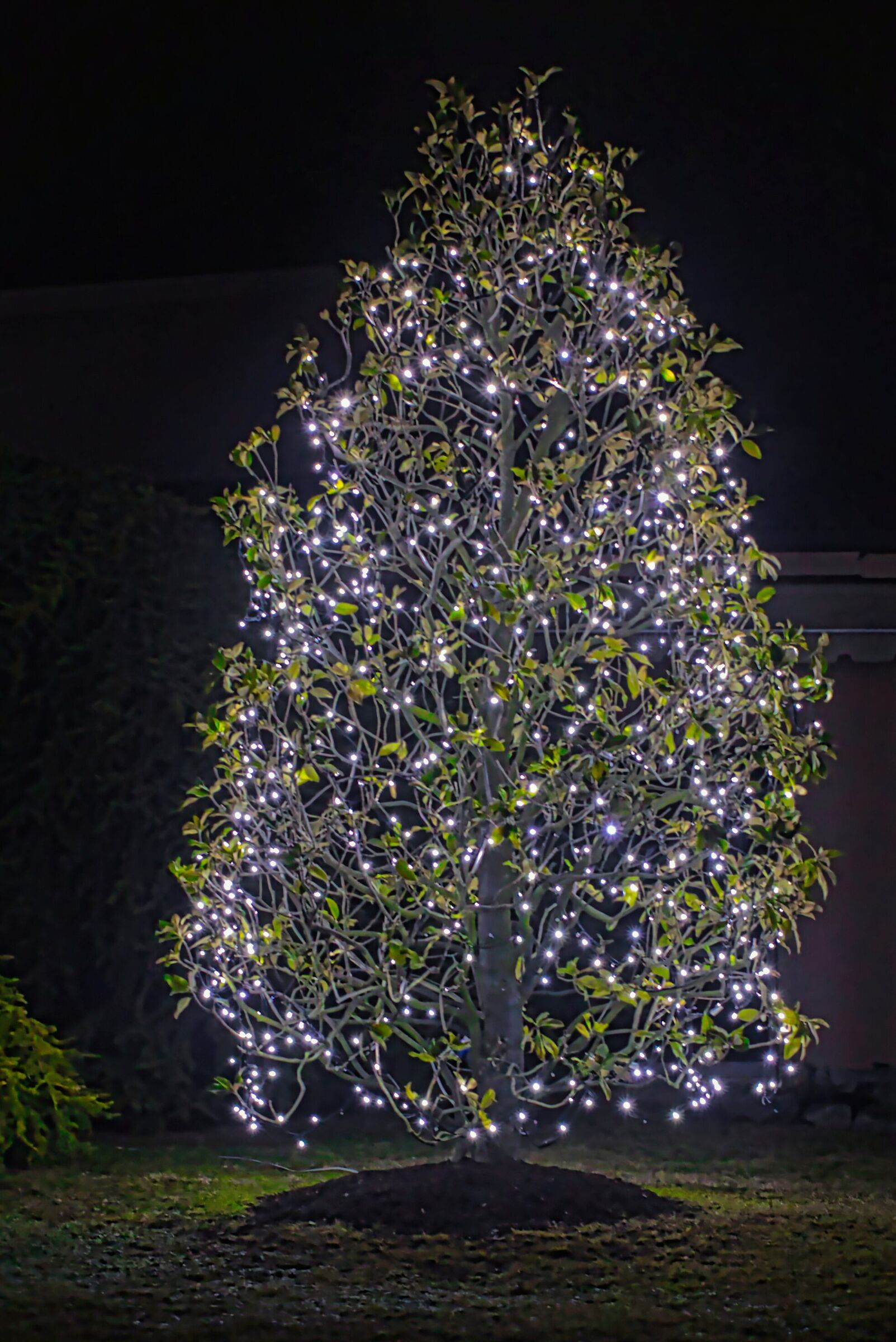 XMAS TREE