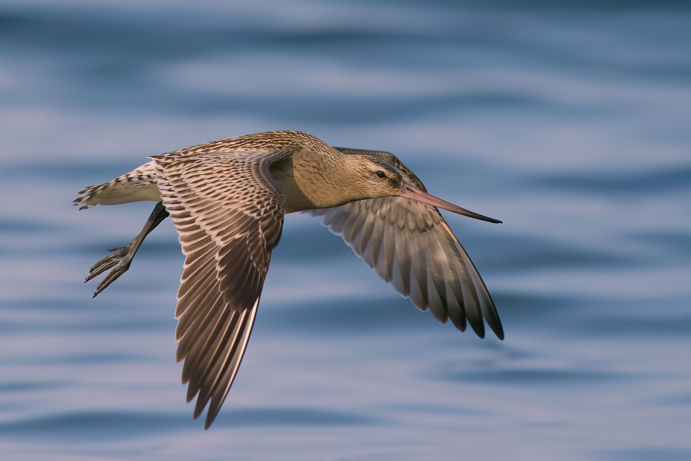 Bar-tailed godwit