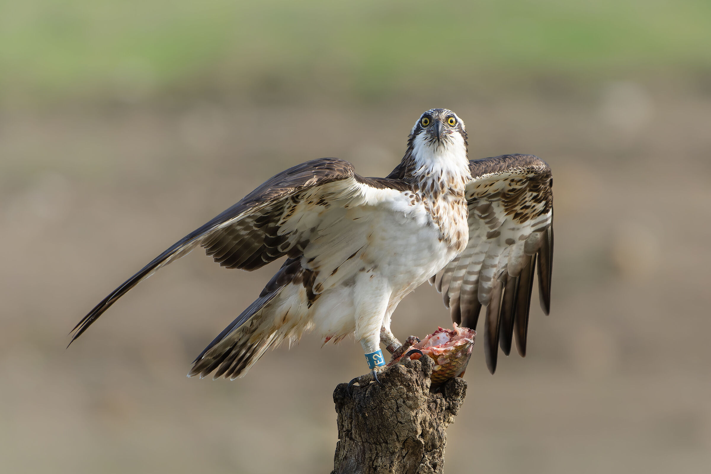 Osprey