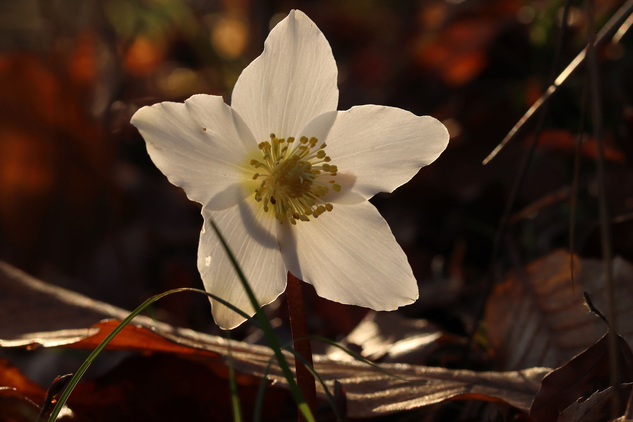 A gift from my forest