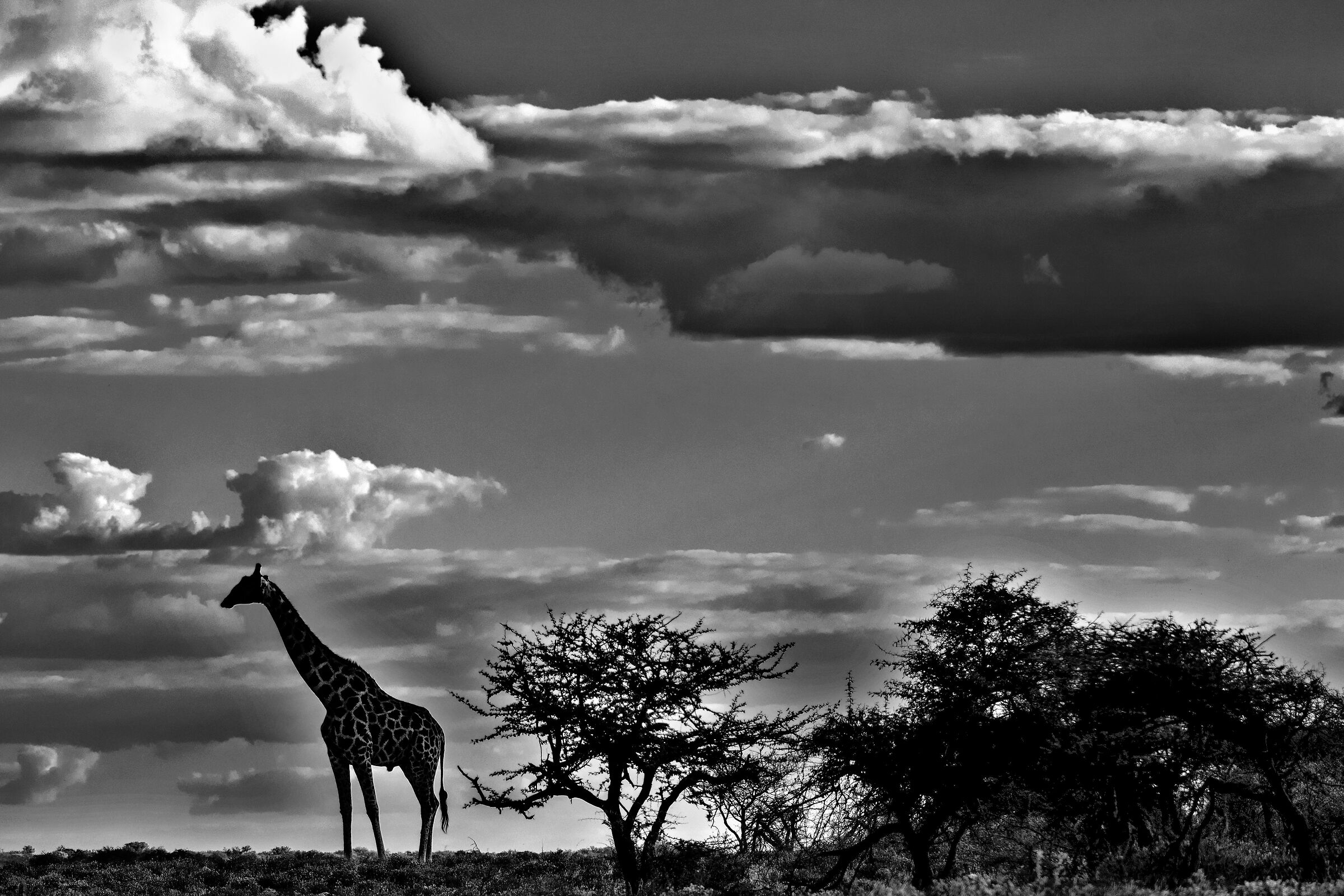 Giraffa sudafricana (Giraffa giraffa giraffa)