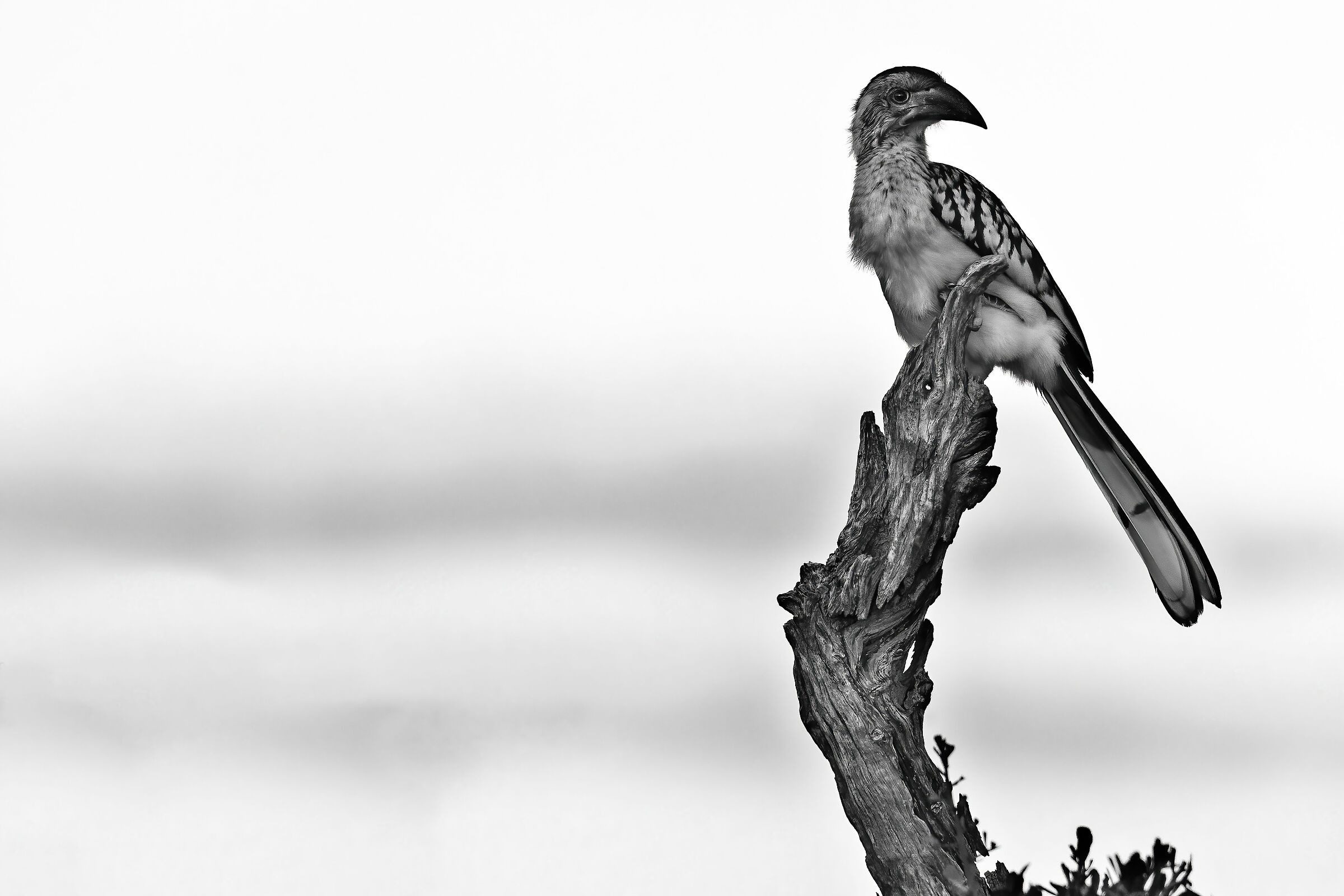 Bucero beccorosso (Tockus erhythrorhynchus)