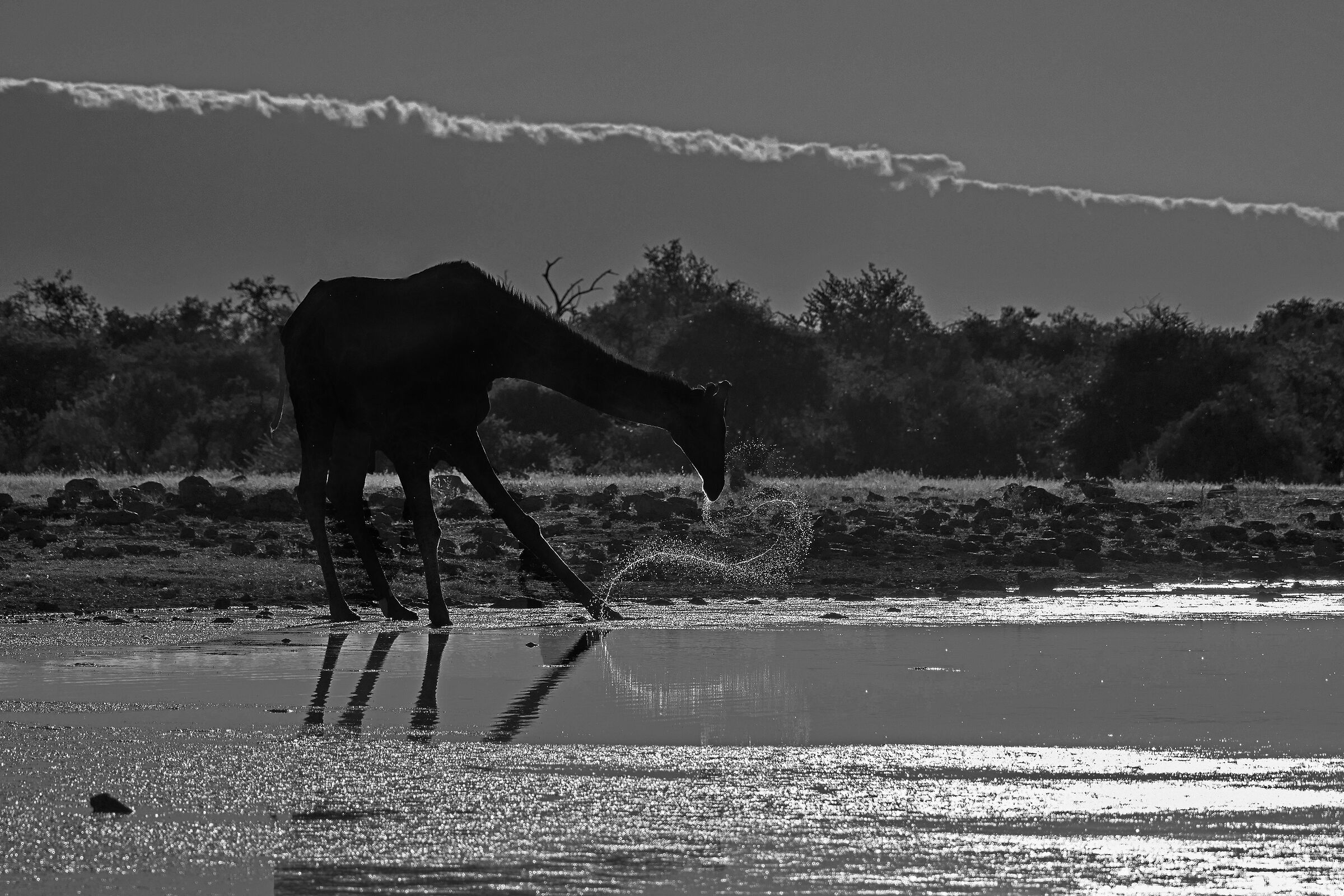 Giraffa sudafricana (Giraffa giraffa giraffa)