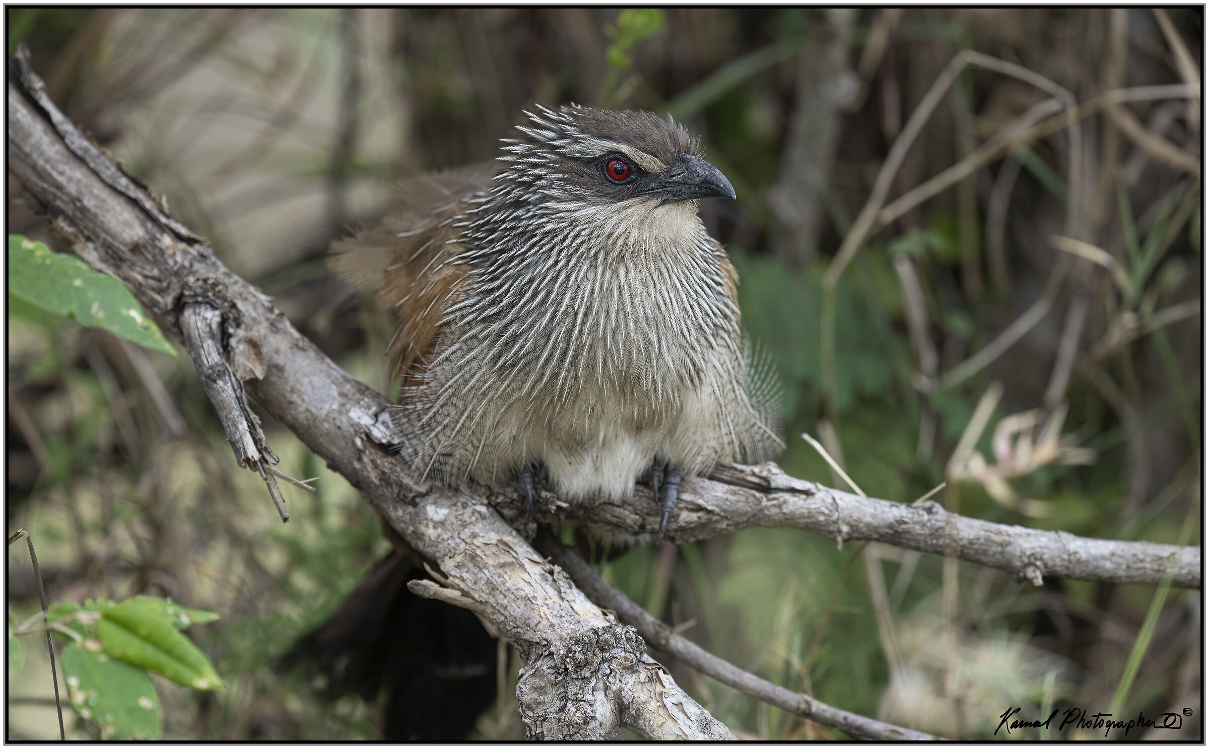 Centropus superciliosus