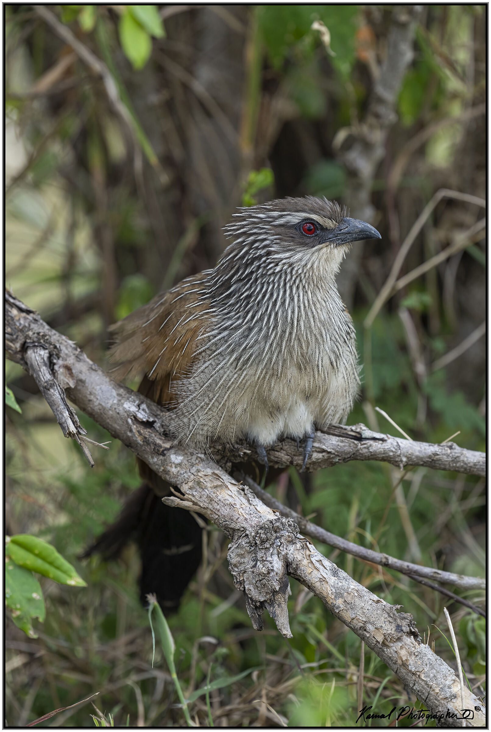 Centropus superciliosus