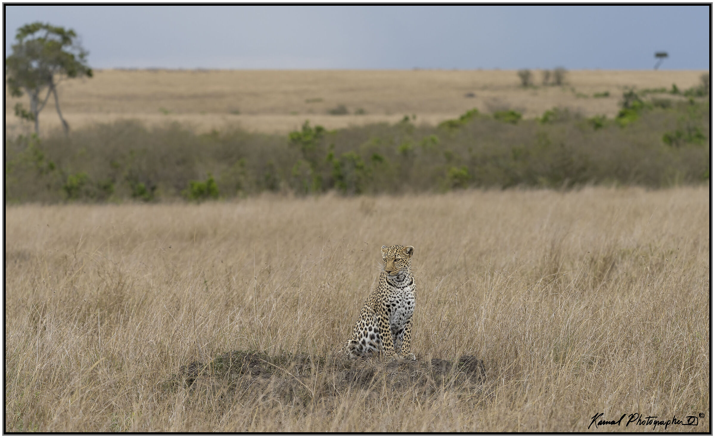 Panthera pardus