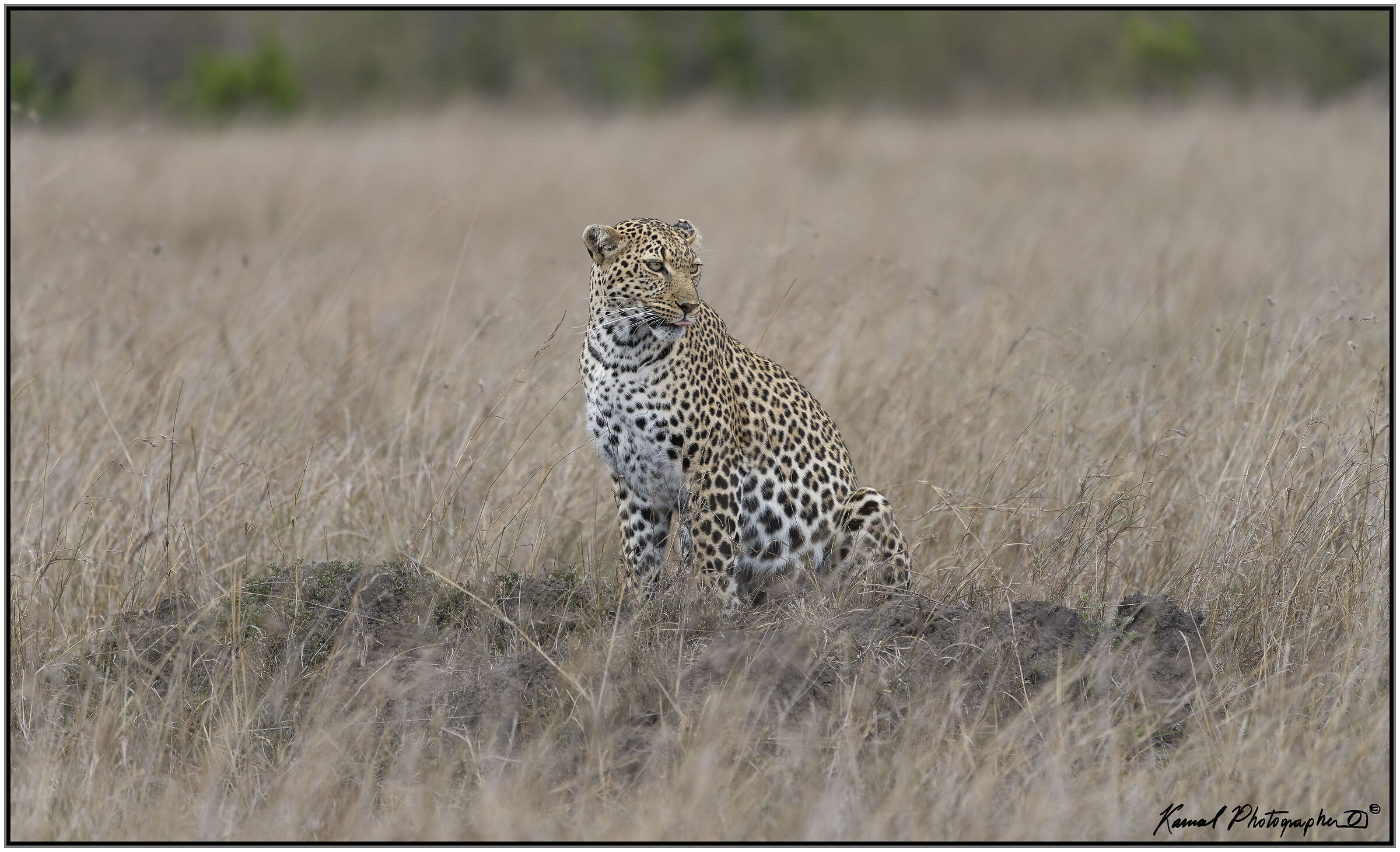 Panthera pardus
