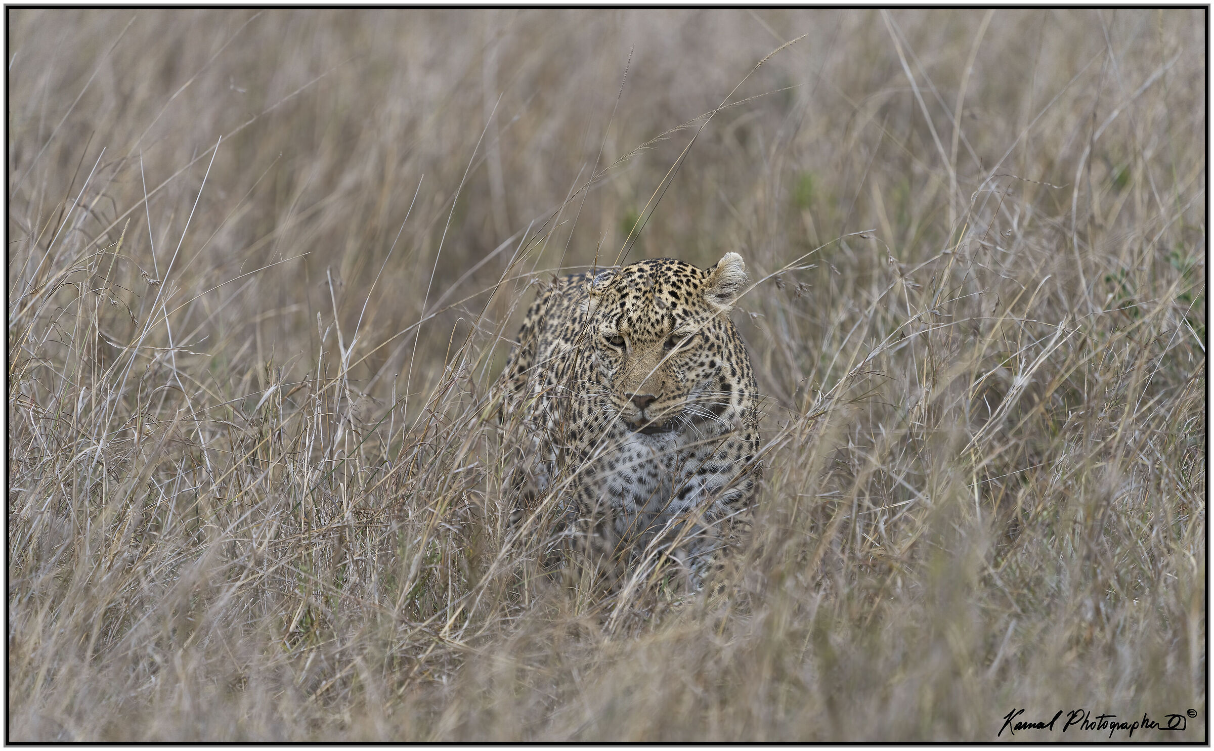 Panthera pardus