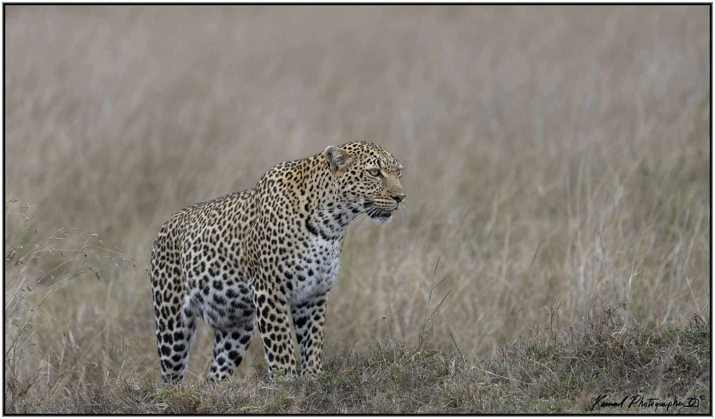 Panthera pardus