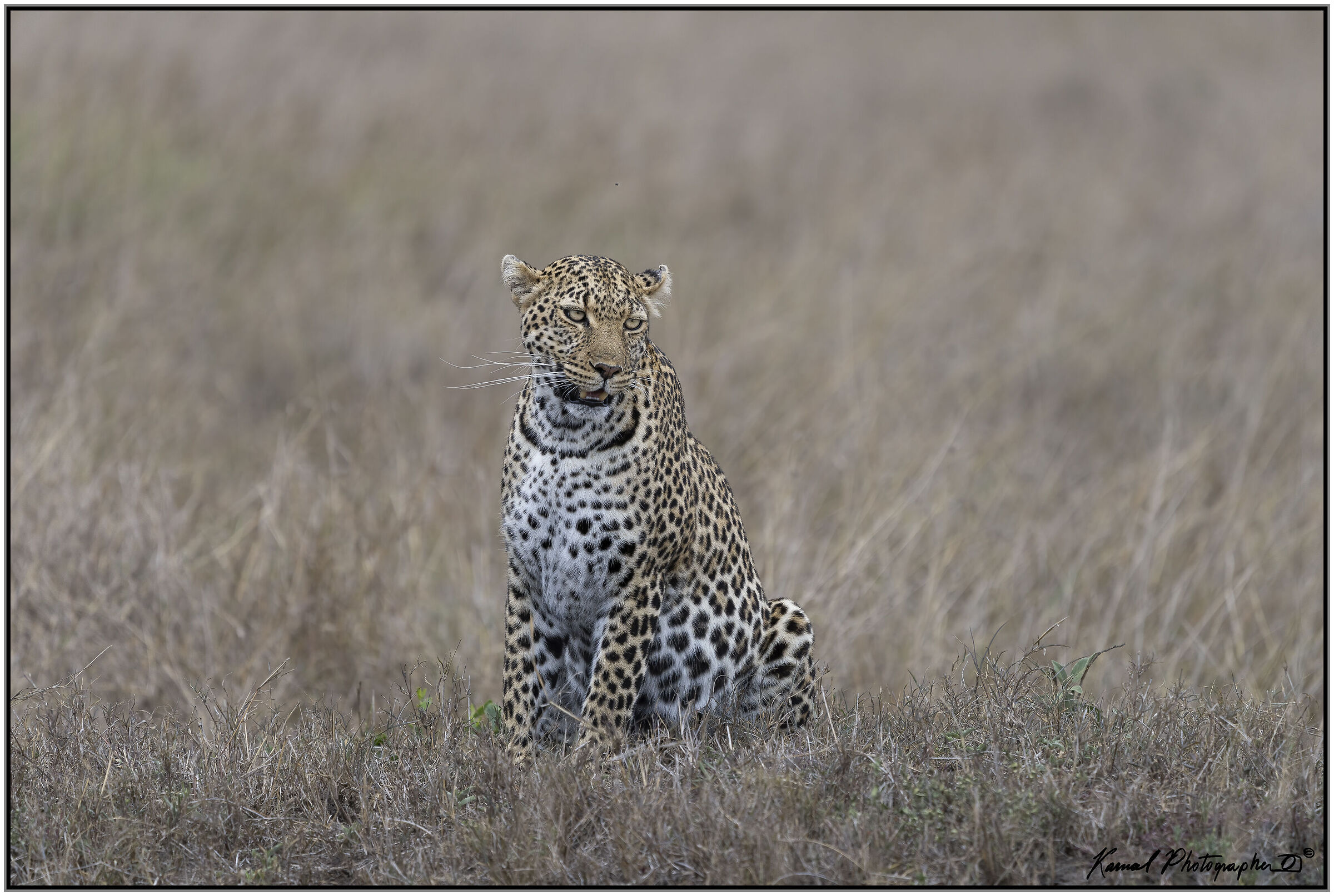 Panthera pardus