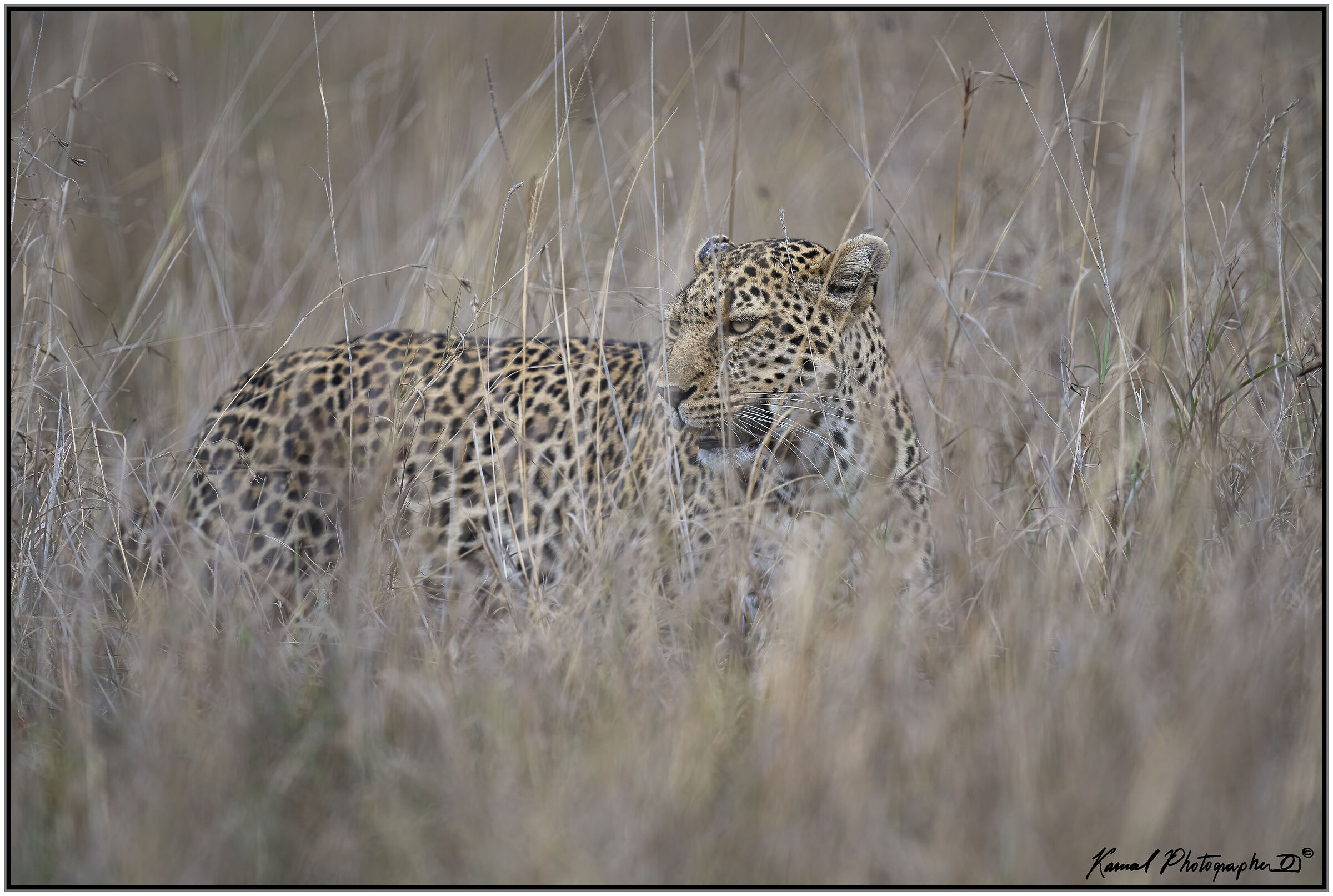 Panthera pardus