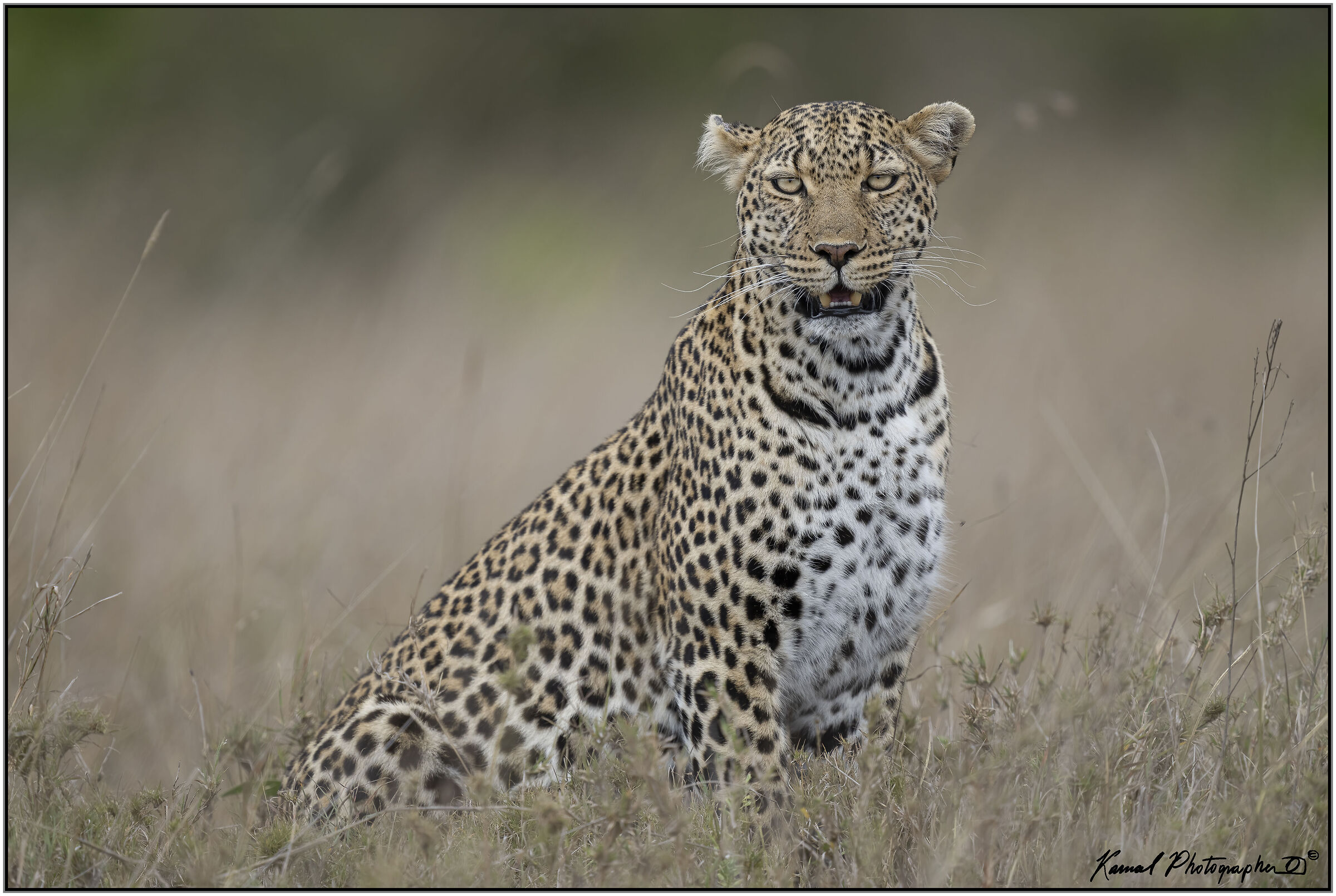Panthera pardus