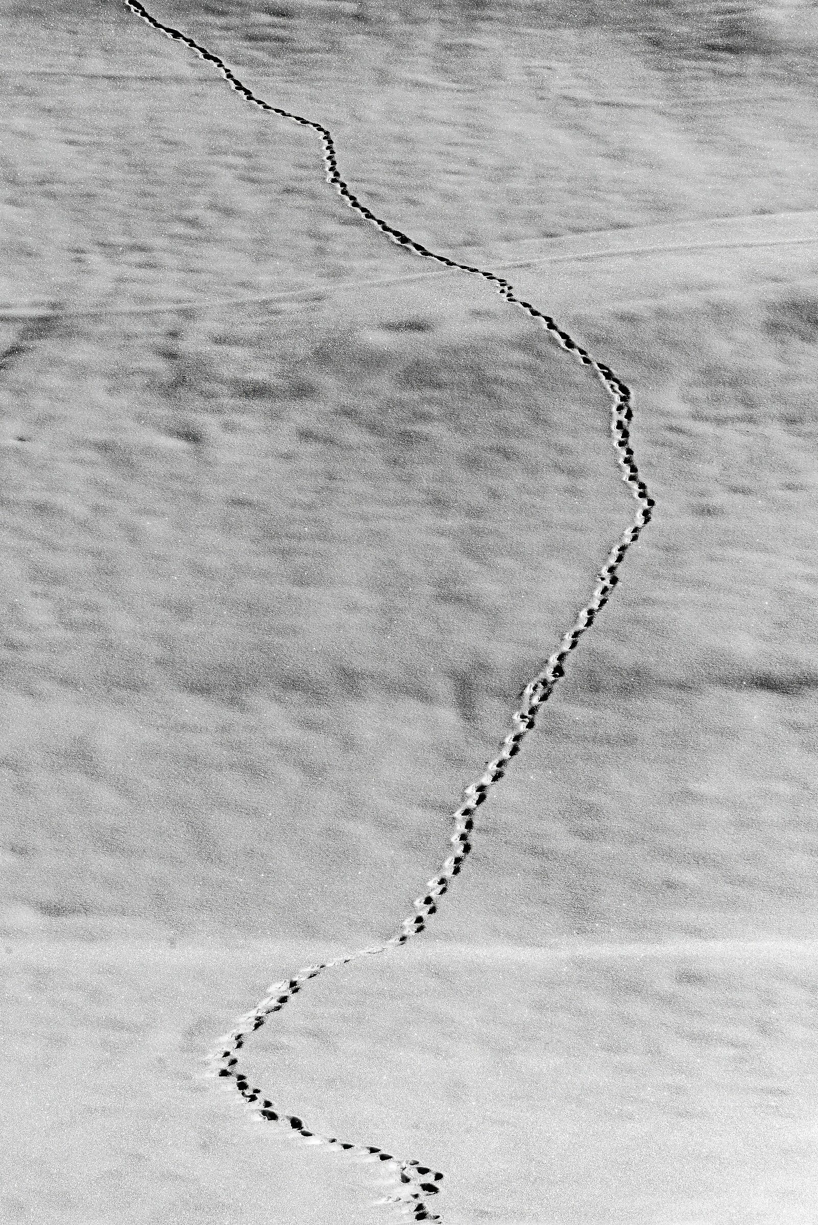 Tracce di ungulato nella neve