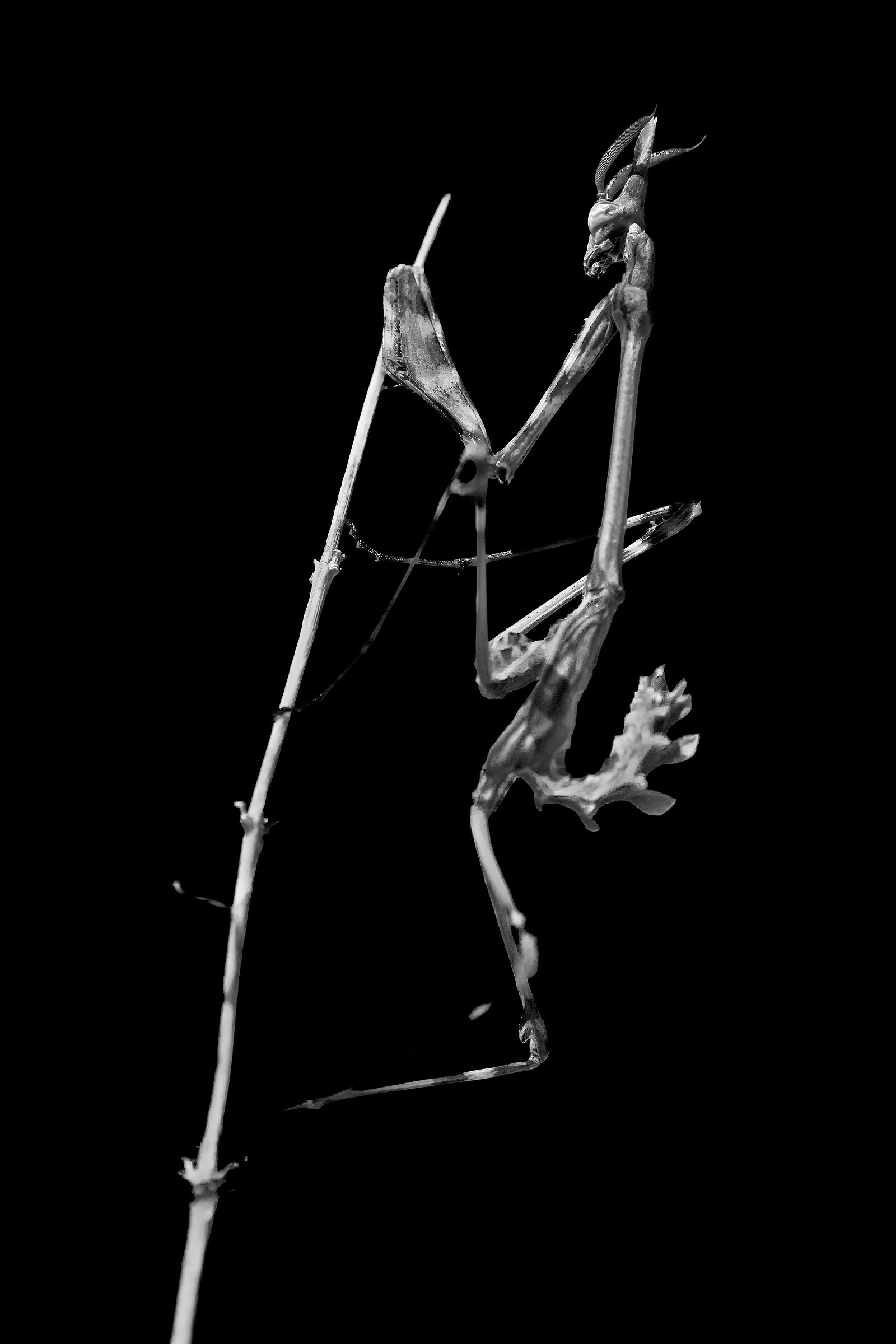 Mantide religiosa (Empusa fasciata)