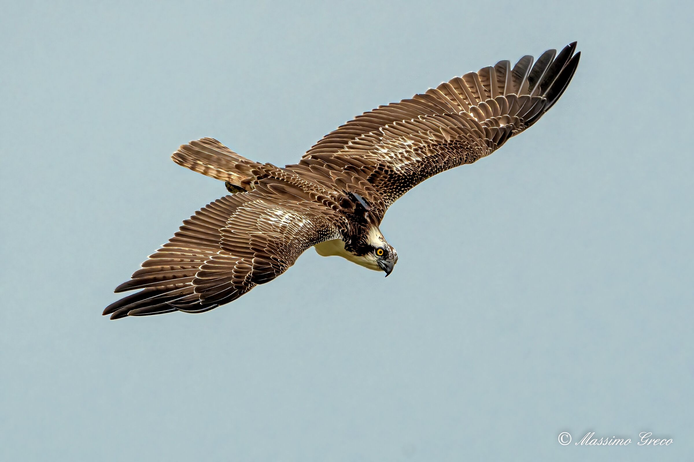 Osprey (Pandion haliaetus)