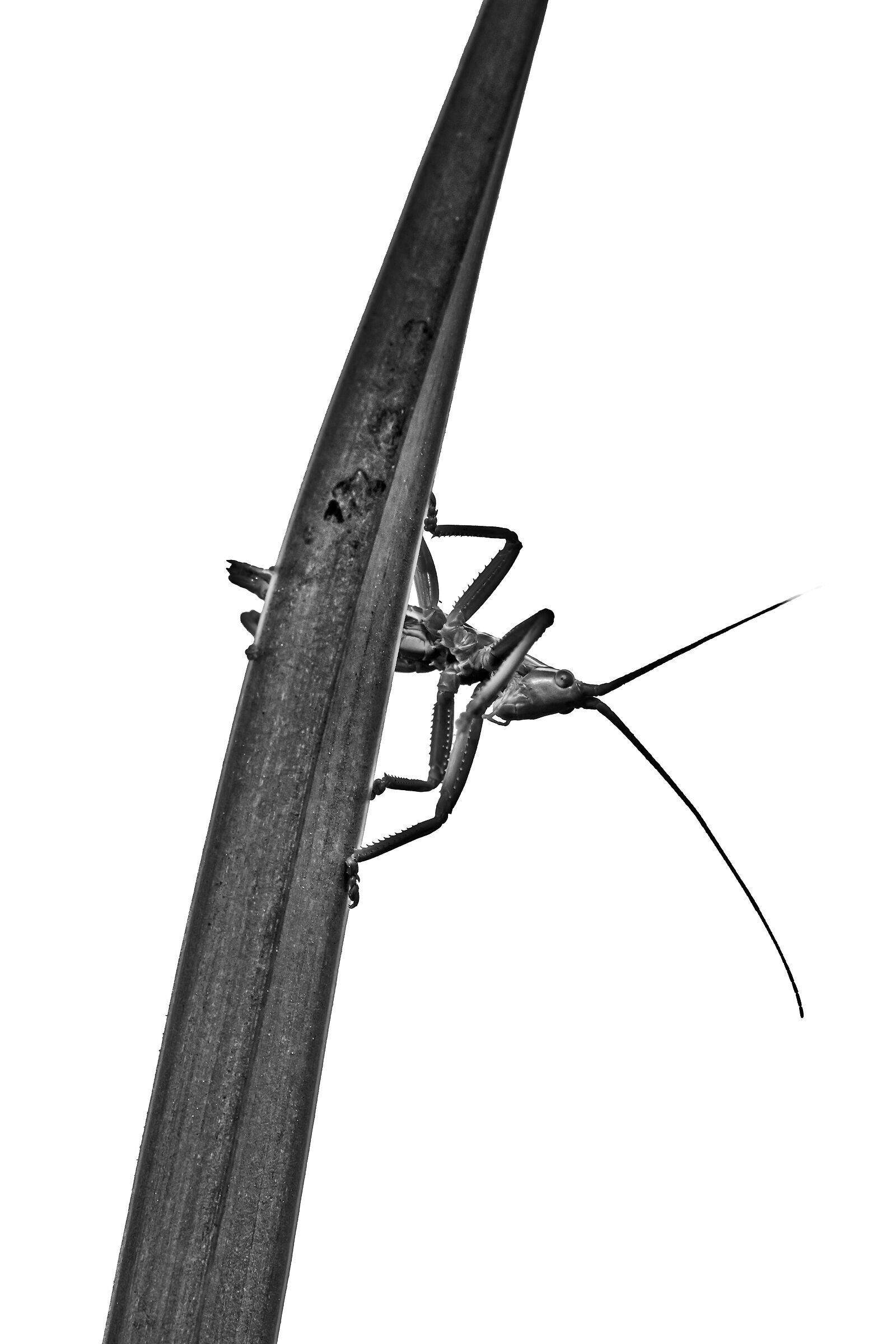 neanide di Cavalletta (Saga natoliae)