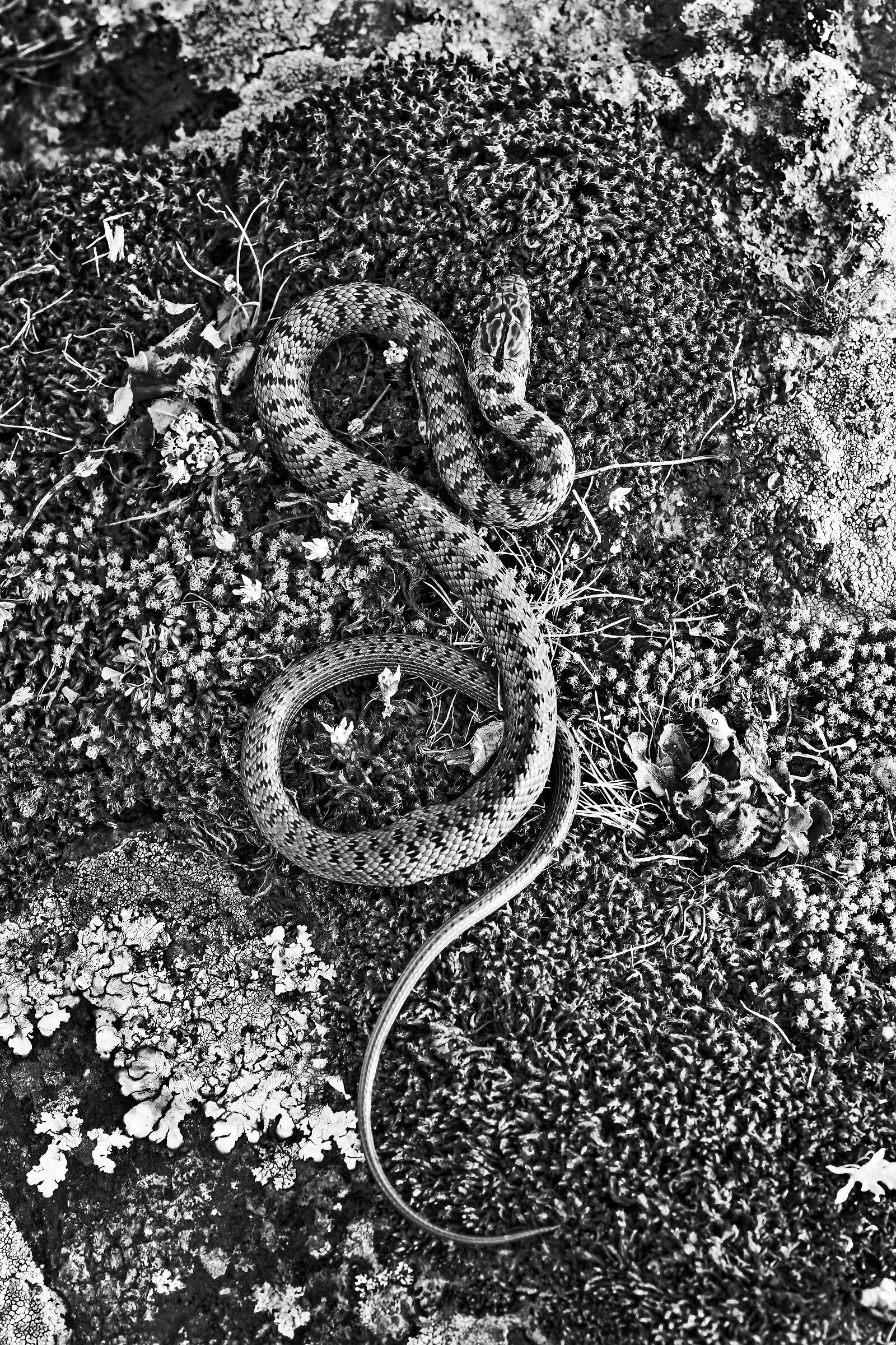 Colubro nano (Eirenis modestus)